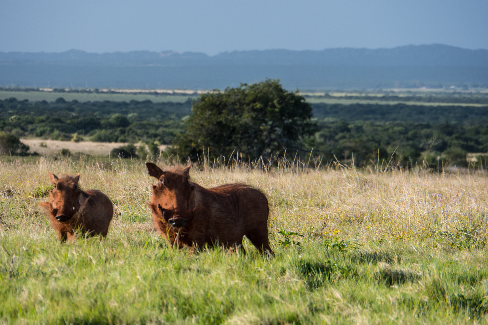 Panasonic Lumix DMC-GH4 sample photo. 18843655868.jpg photography