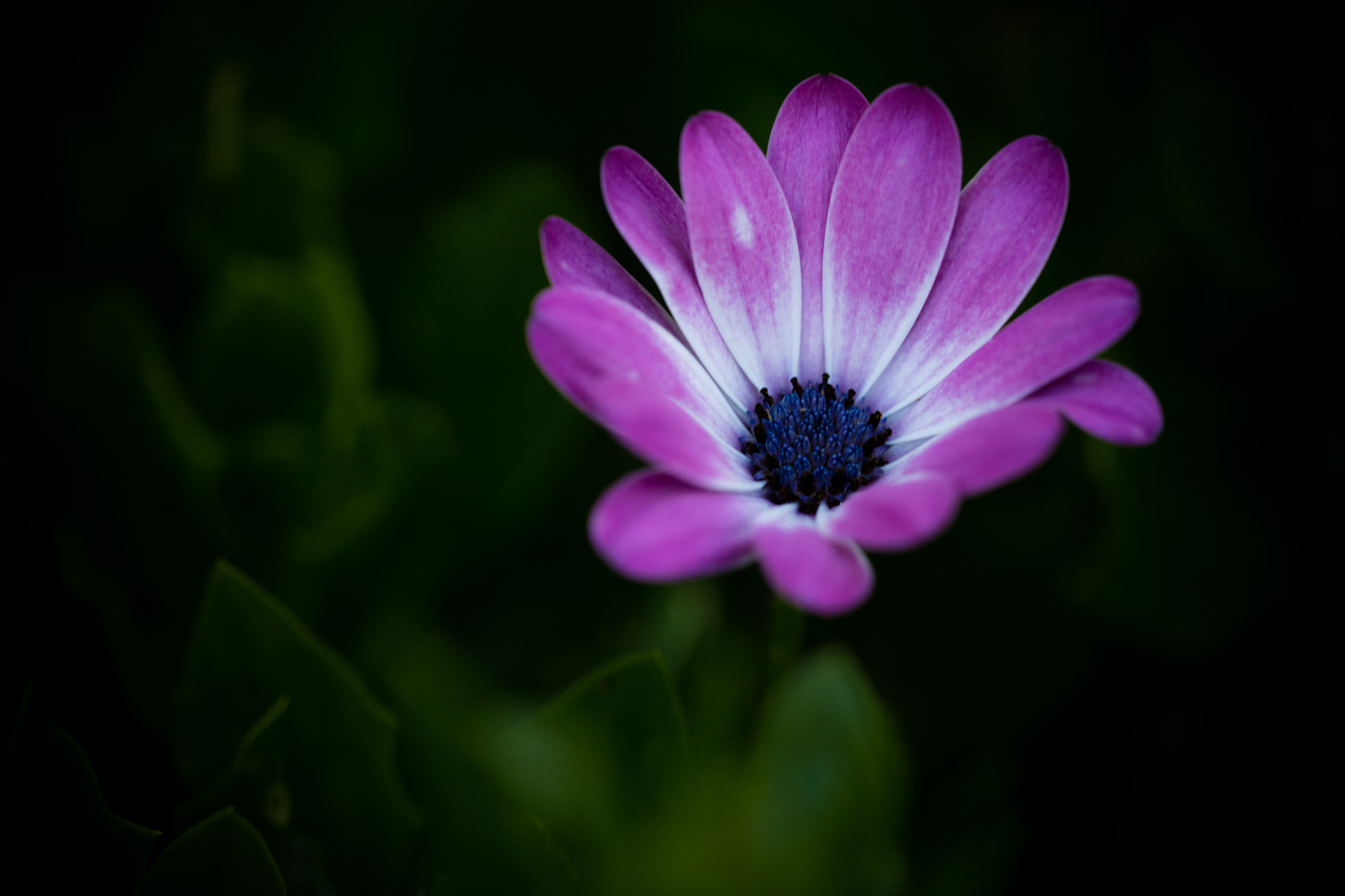 Sigma APO Macro 150mm f/2.8 EX DG HSM sample photo. Silent photography