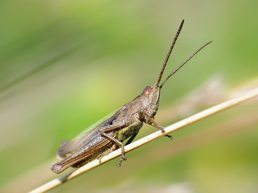 KONICA MINOLTA DiMAGE Z10 sample photo. Grasshopper on stalk photography