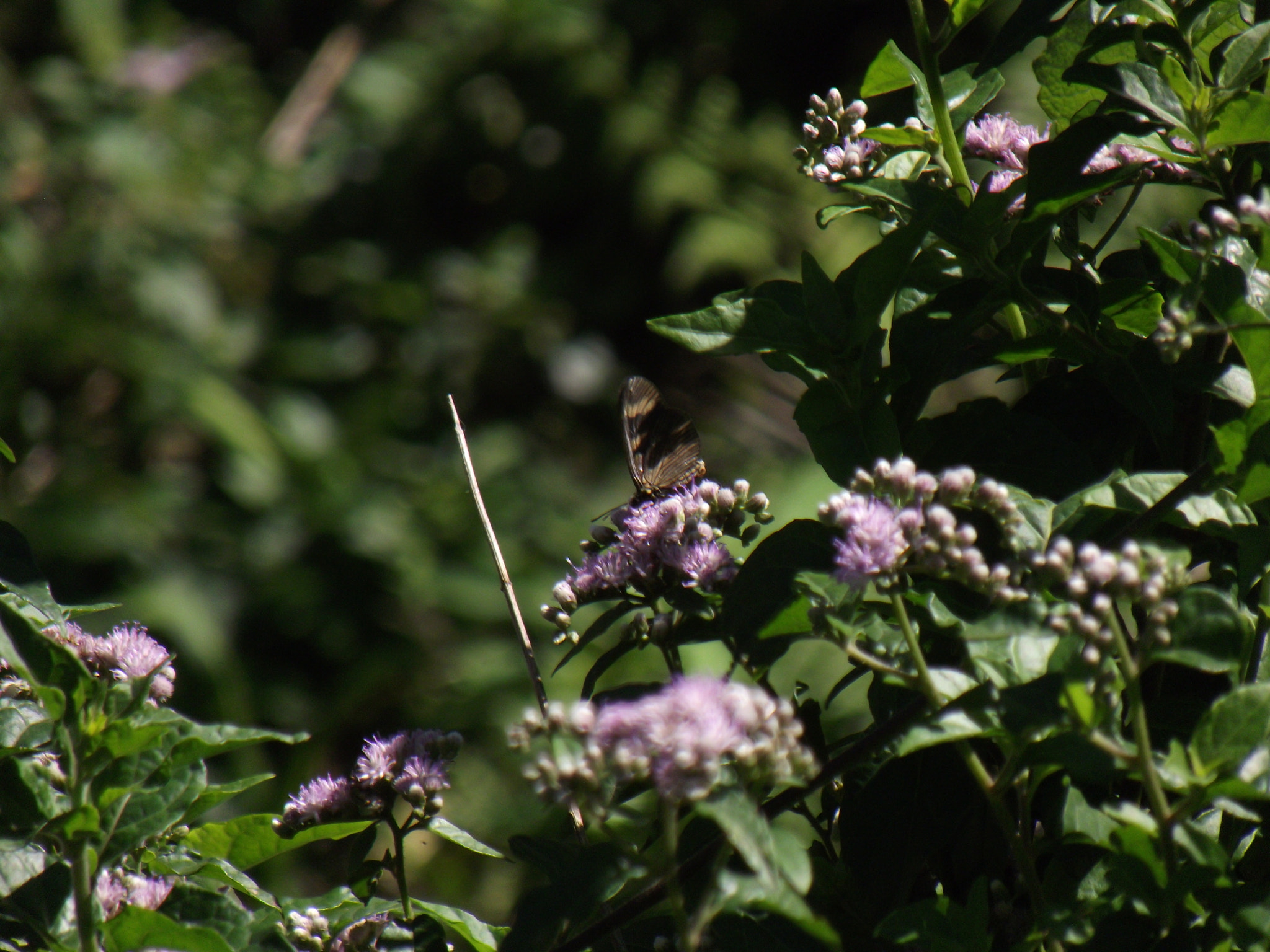 Fujifilm FinePix S2850HD sample photo. Shy butterfly photography