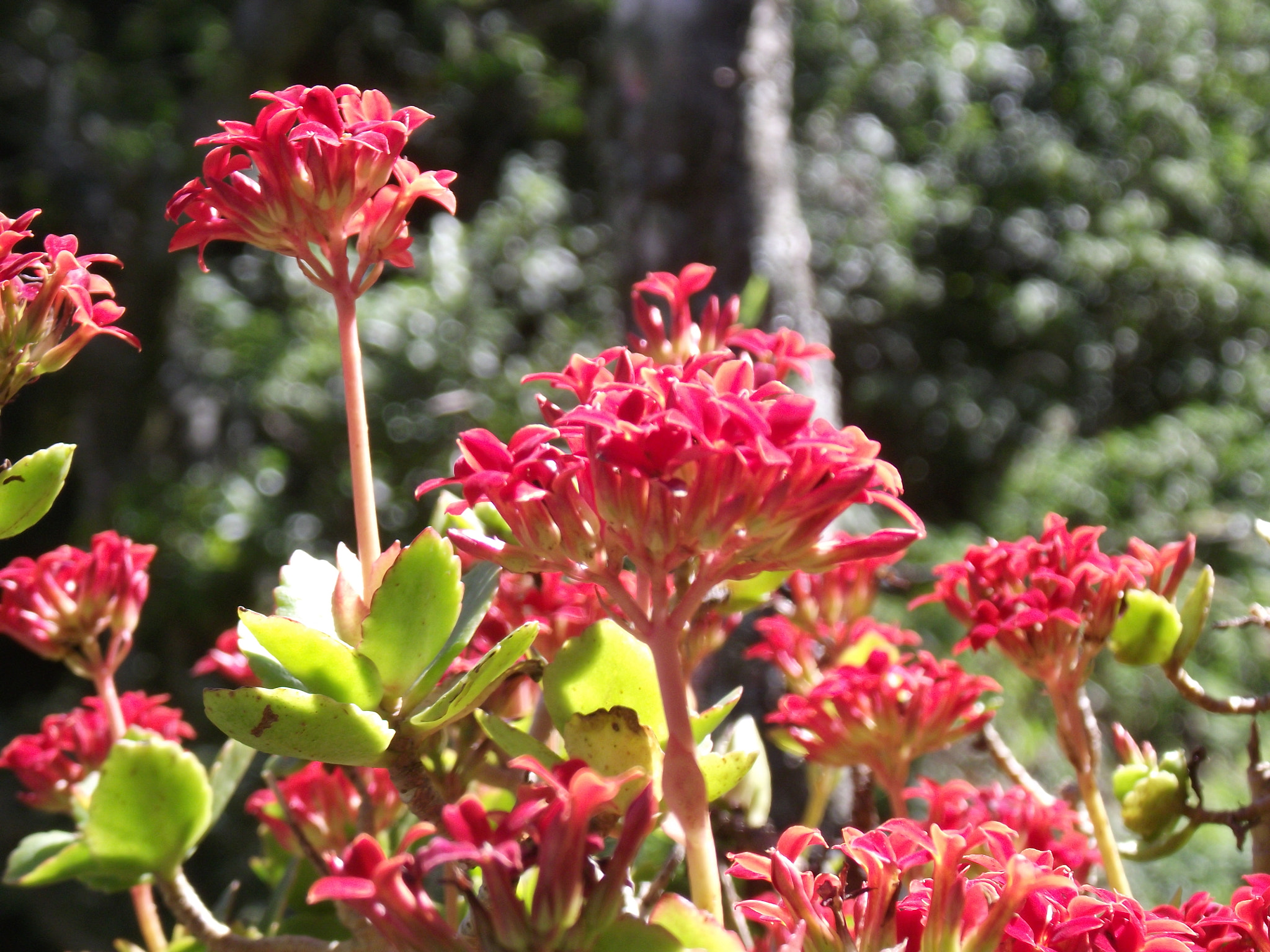 Fujifilm FinePix S2850HD sample photo. Red flowers in a winter evening photography