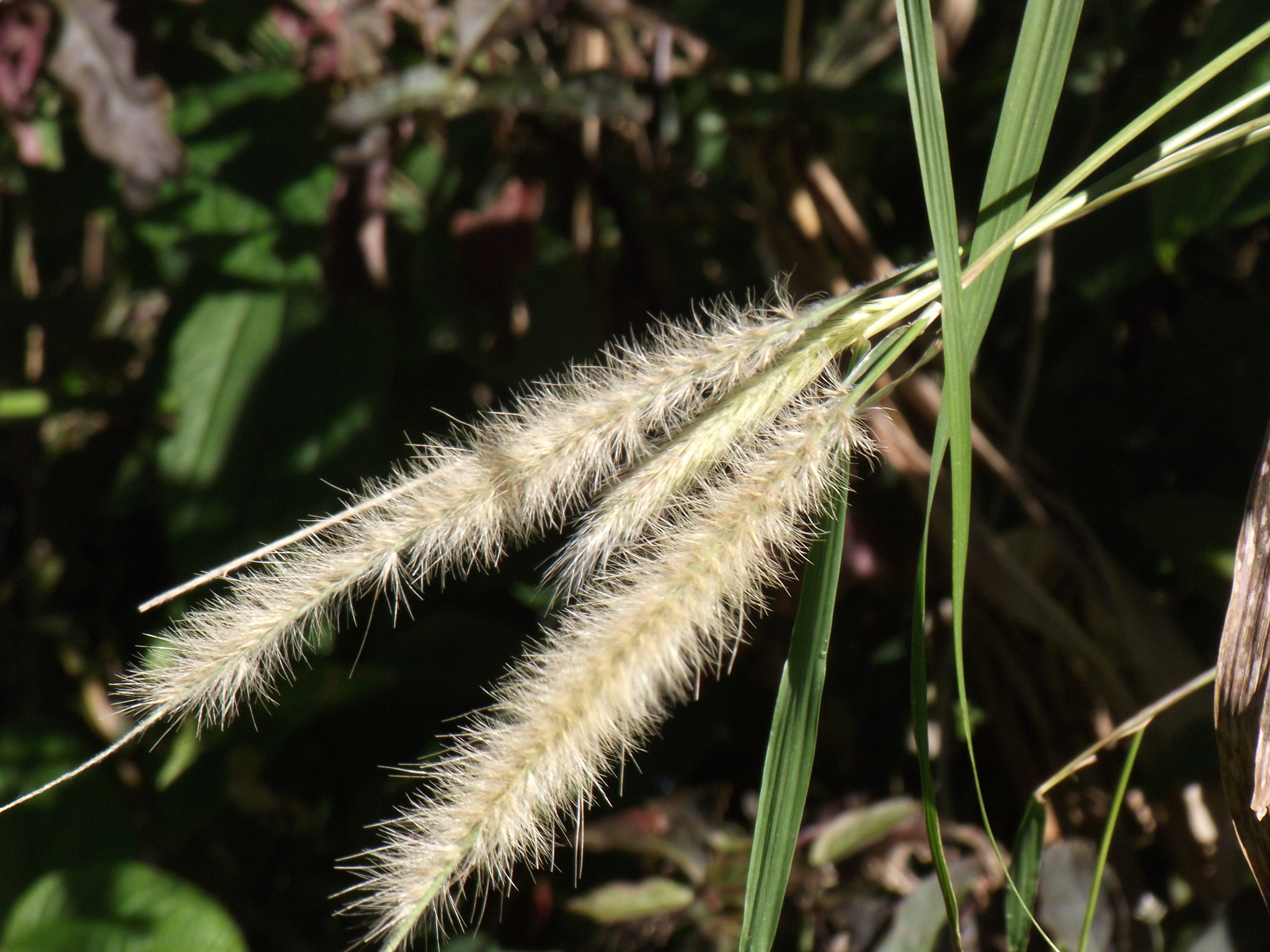 Fujifilm FinePix S2850HD sample photo. A plant photography