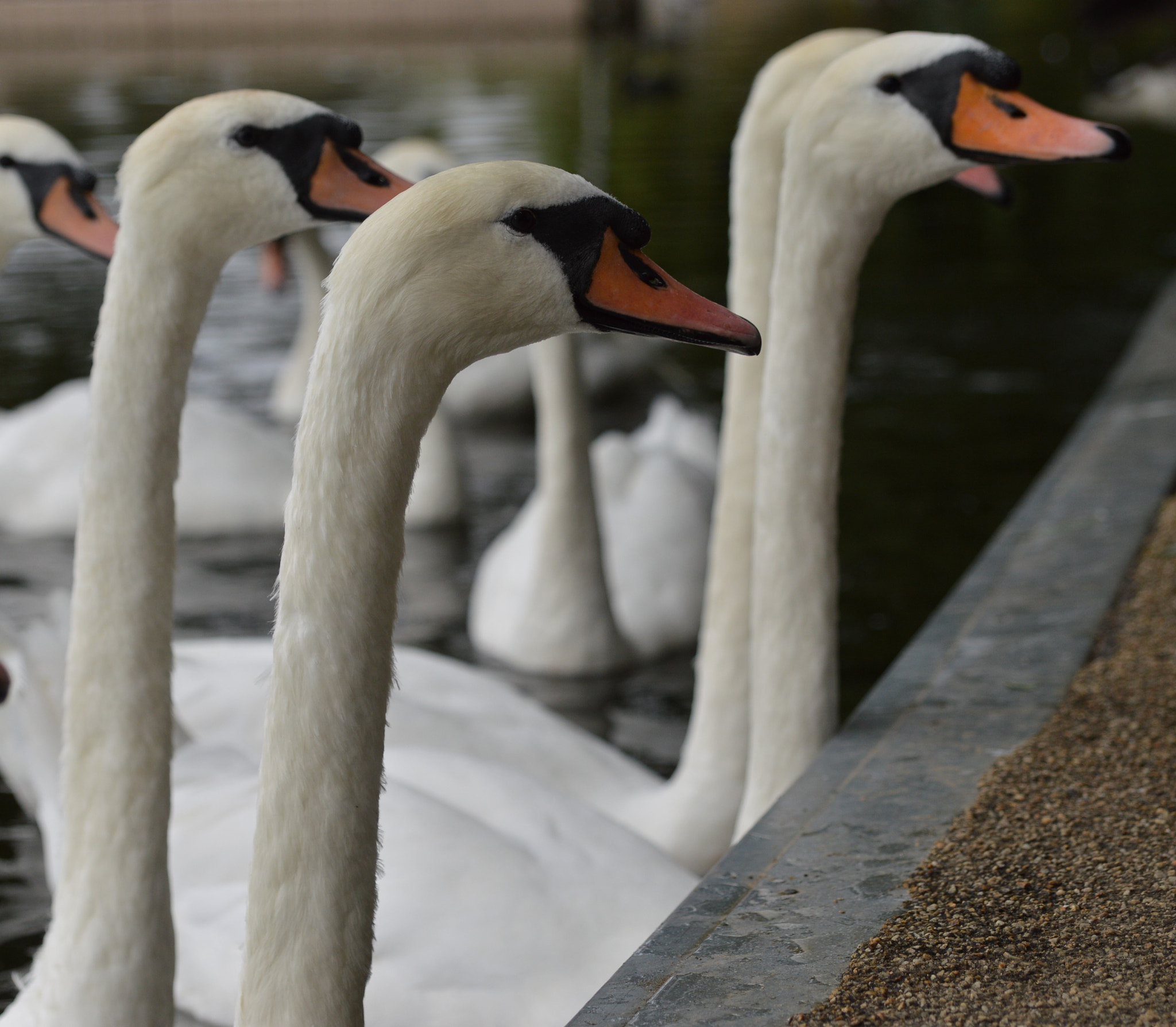 Sigma 24-70mm F2.8 EX DG HSM sample photo. Wildlife in wimbledon park photography