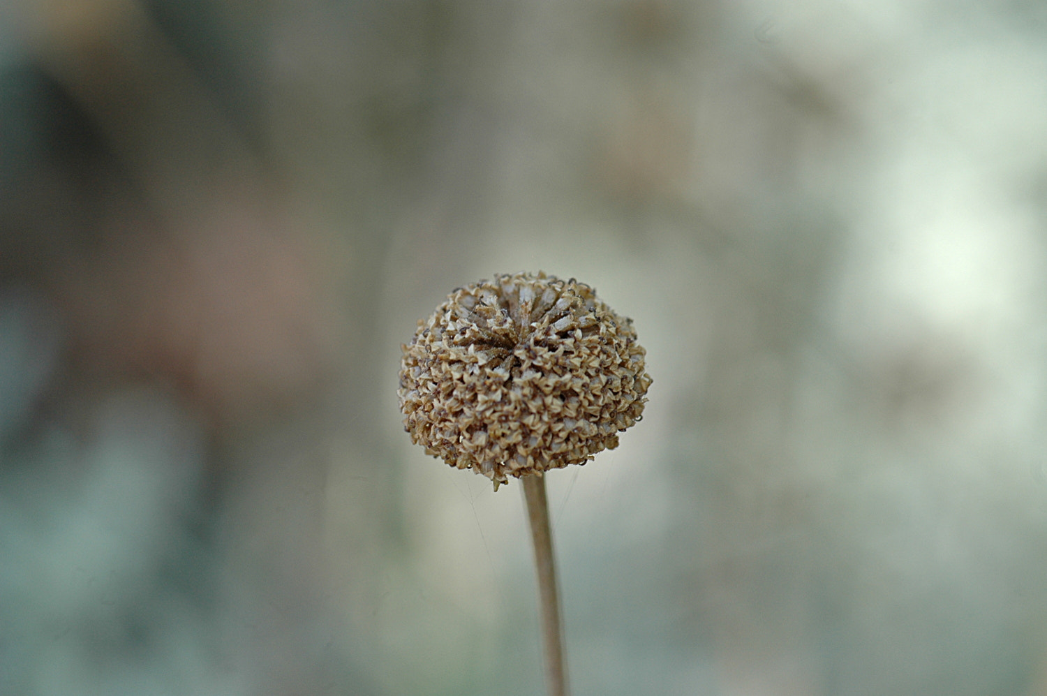 Sigma Macro 90mm F2.8 sample photo. A photography