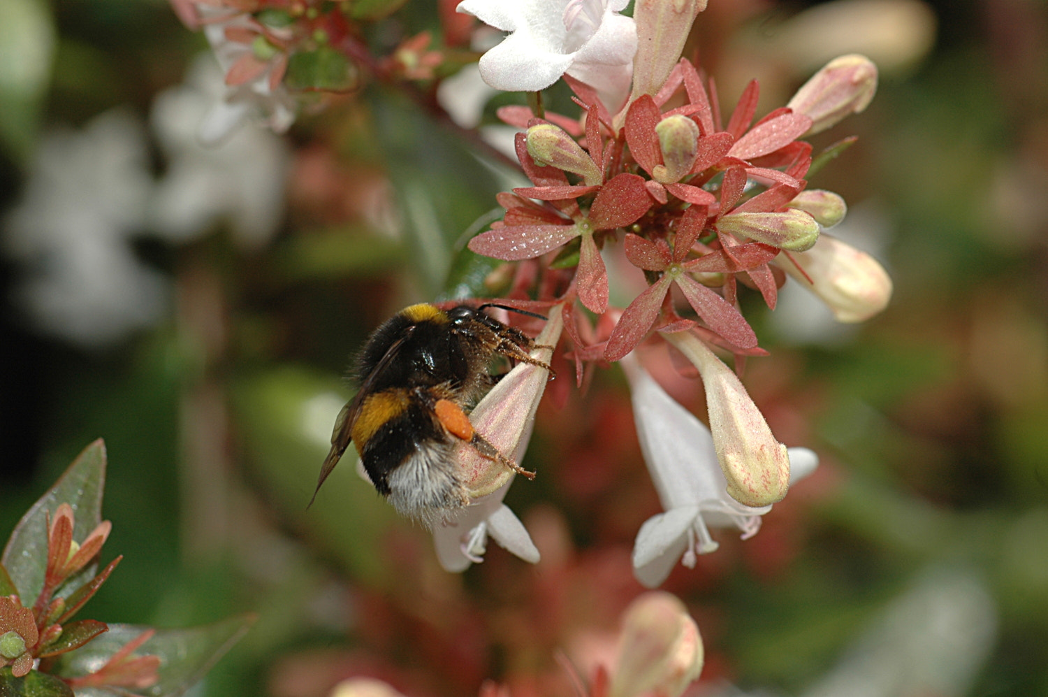 Sigma Macro 90mm F2.8 sample photo. A photography