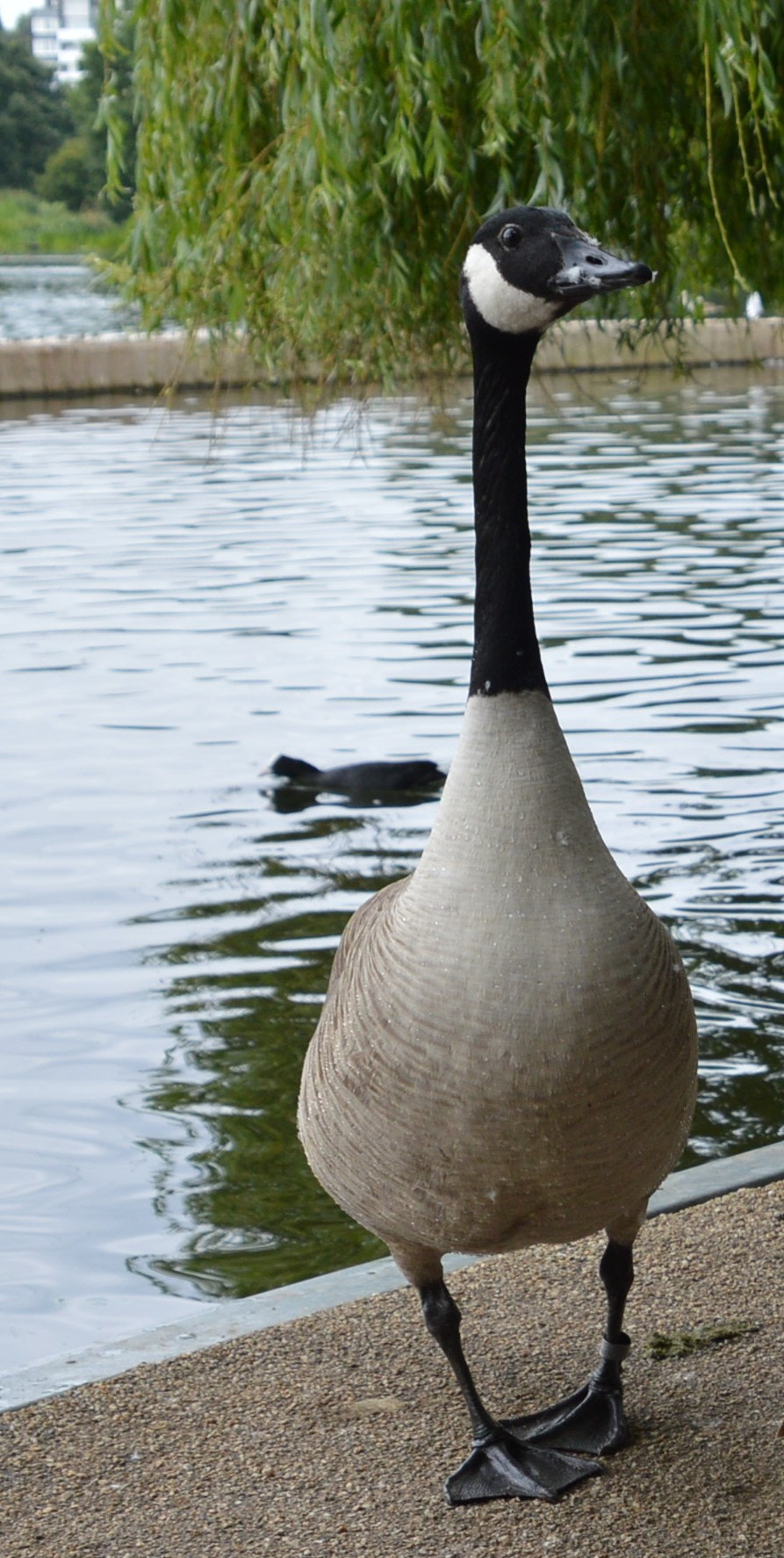 Sigma 24-70mm F2.8 EX DG HSM sample photo. Wildlife in wimbledon park photography
