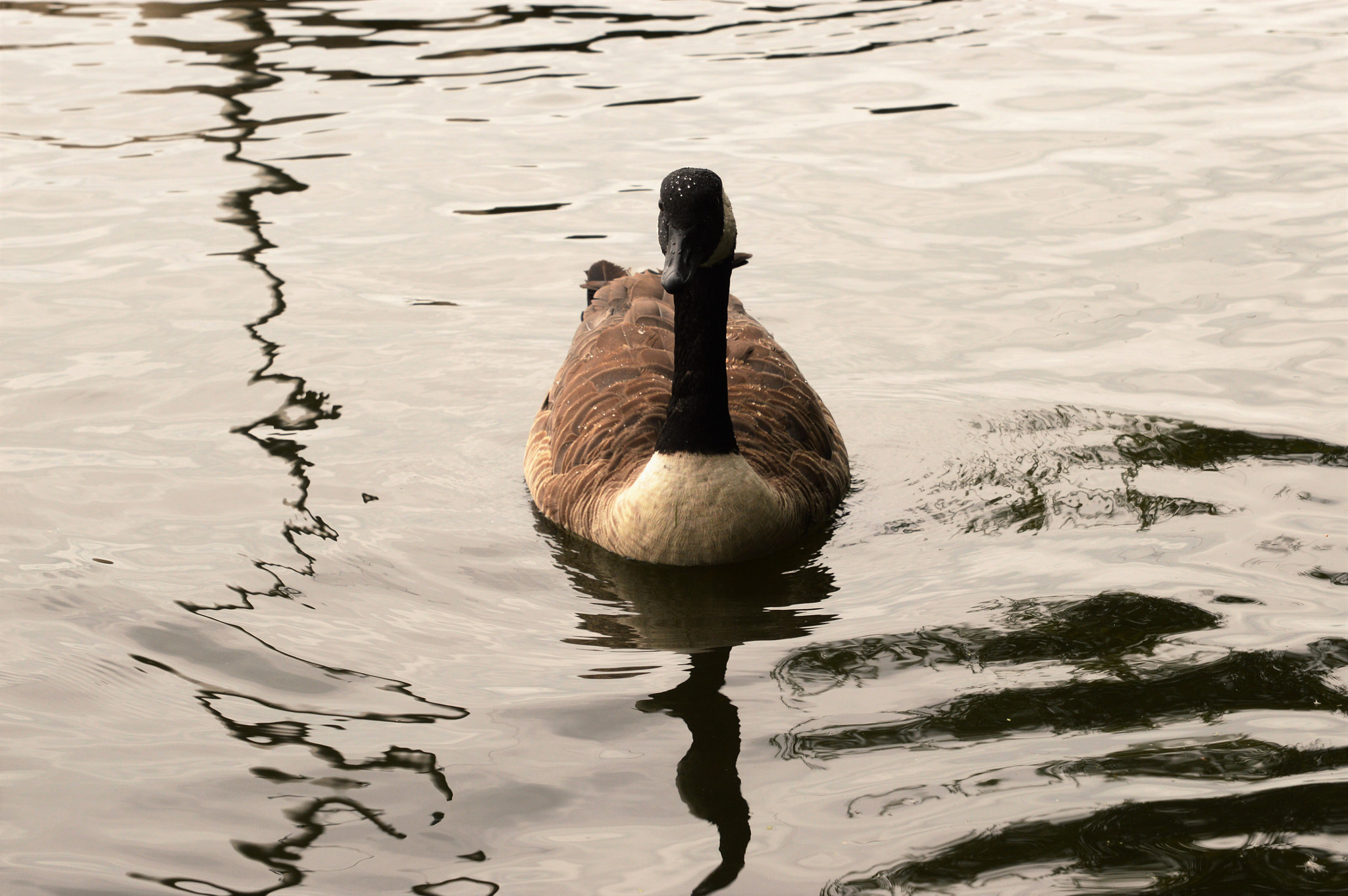 Sigma 24-70mm F2.8 EX DG HSM sample photo. A quiet swim photography