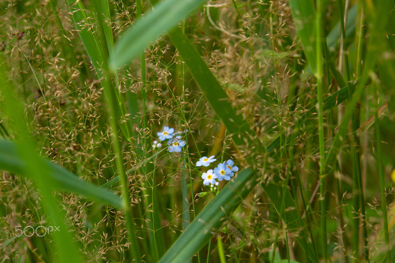 Sony Alpha NEX-7 + E 50mm F1.8 OSS sample photo. Little blue one ii photography