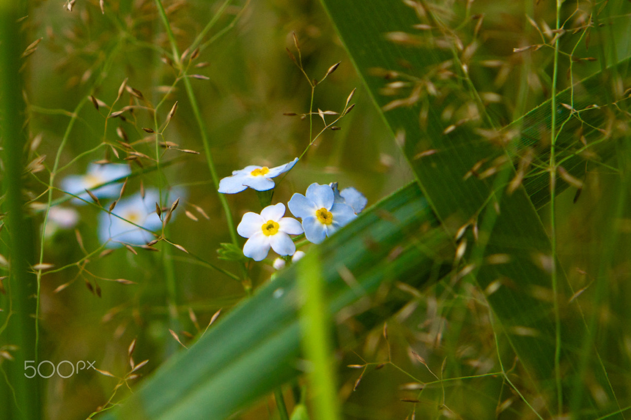 Sony Alpha NEX-7 + E 50mm F1.8 OSS sample photo. Little blue one photography