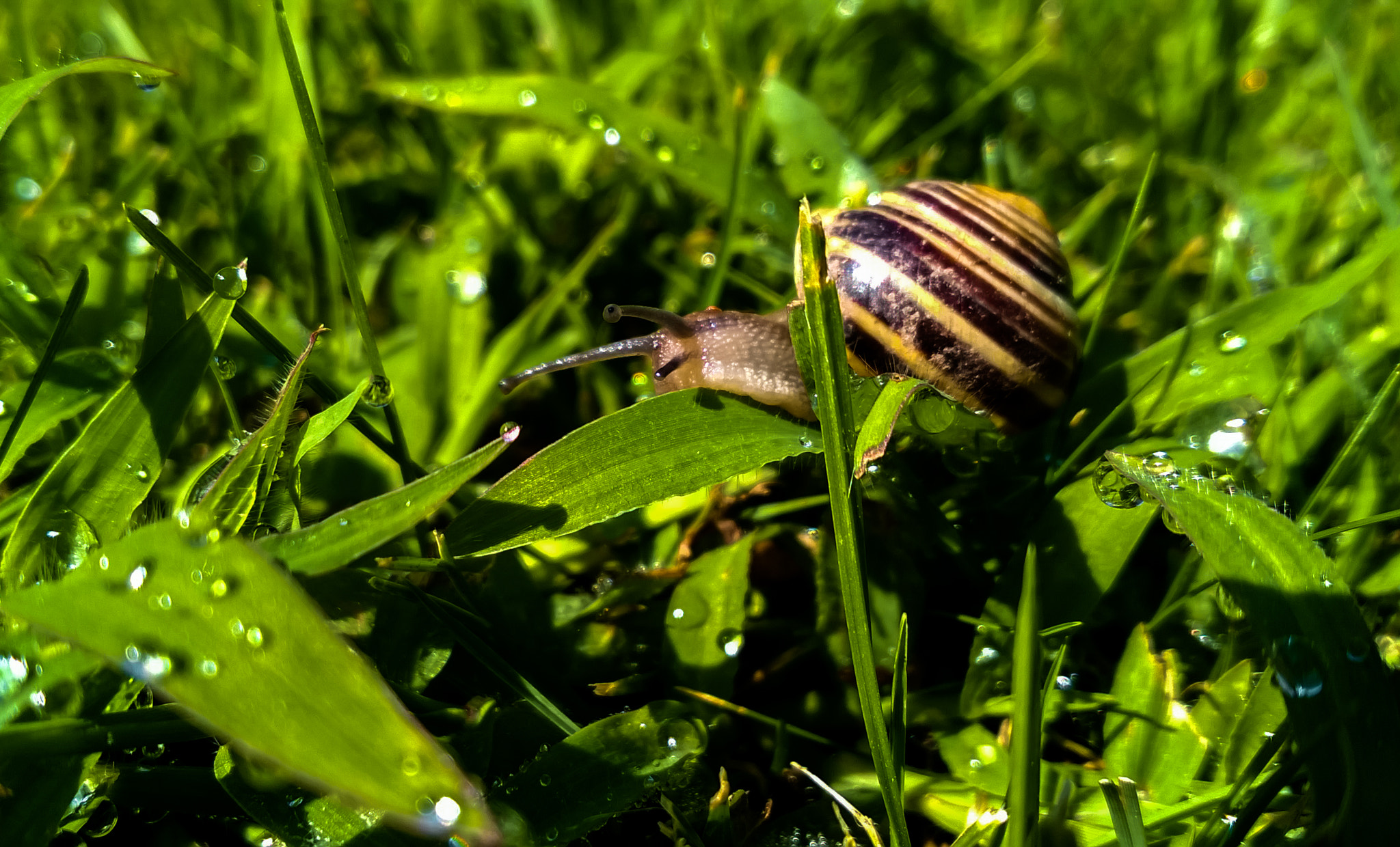 Nokia Lumia 735 sample photo. Snail photography