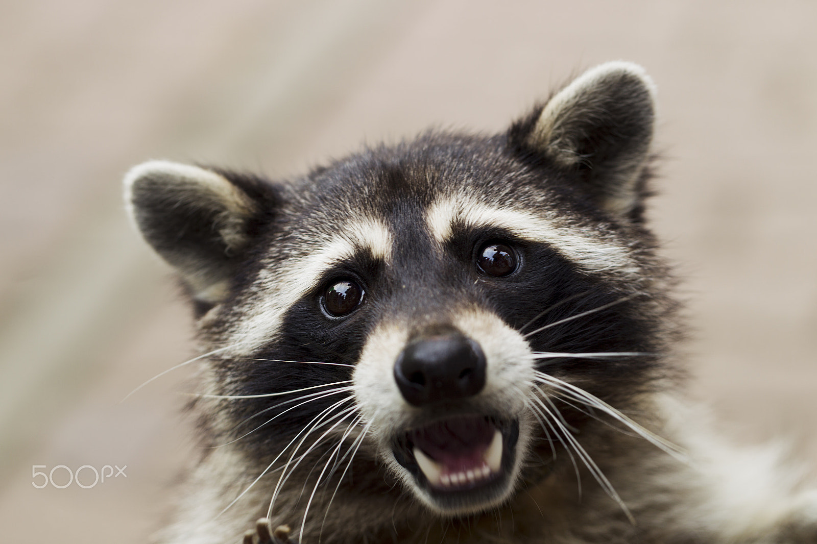 Canon EF 100mm F2.8L Macro IS USM sample photo. Portrait of a curious raccoon photography
