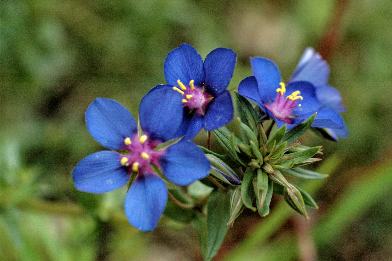 Nikon D70s + Sigma Macro 90mm F2.8 sample photo. A photography