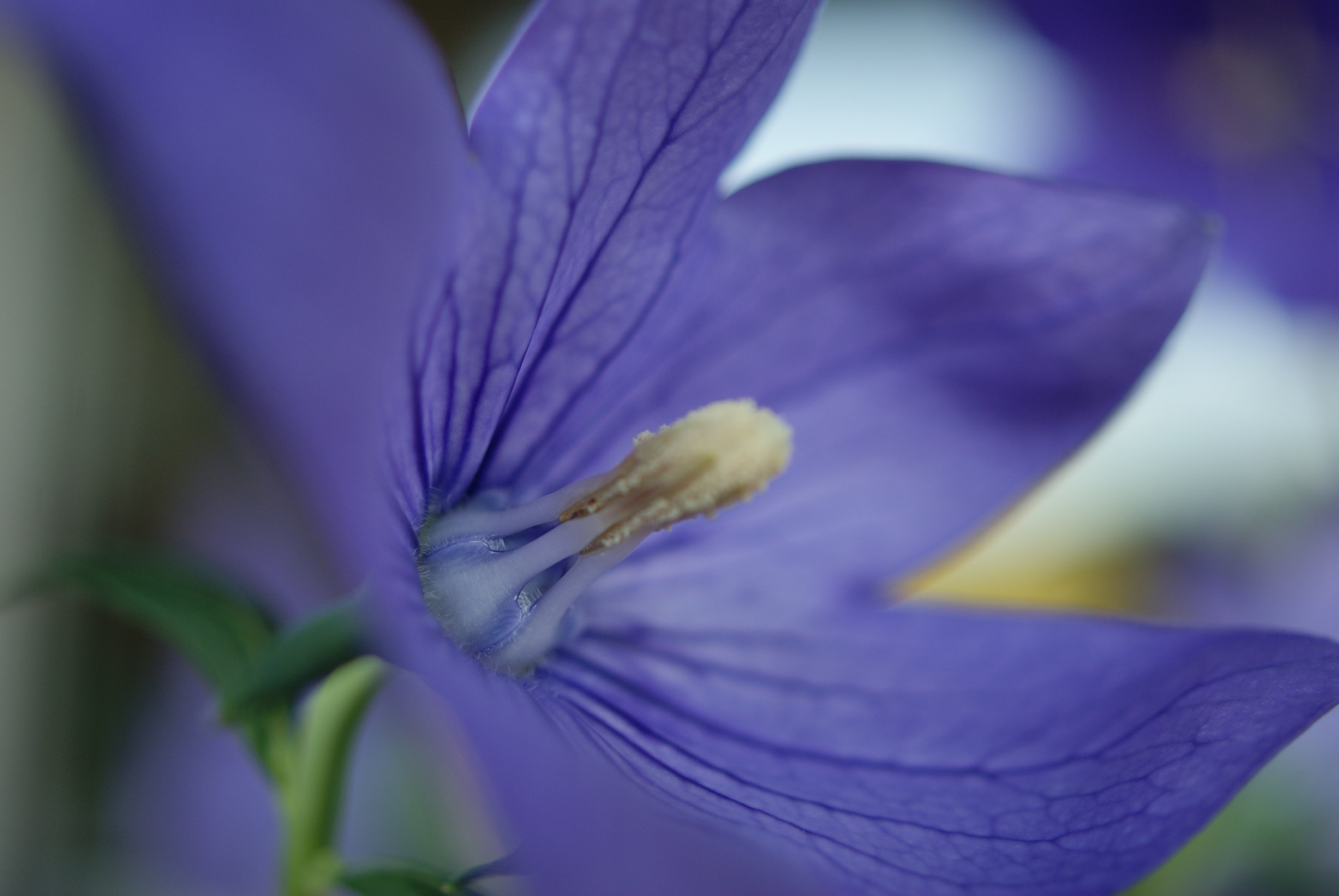 Sony Alpha DSLR-A330 + Sony DT 30mm F2.8 Macro SAM sample photo. Serie flor lila 3 photography
