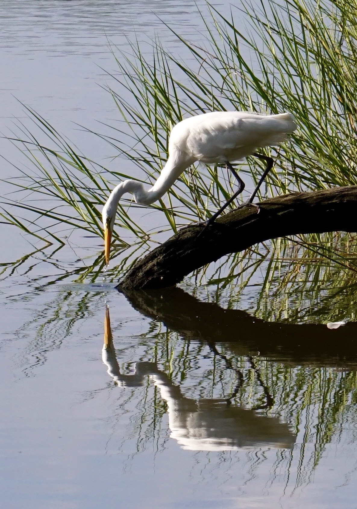 Sony FE 24-240mm F3.5-6.3 OSS sample photo. Lisa's white heron photography