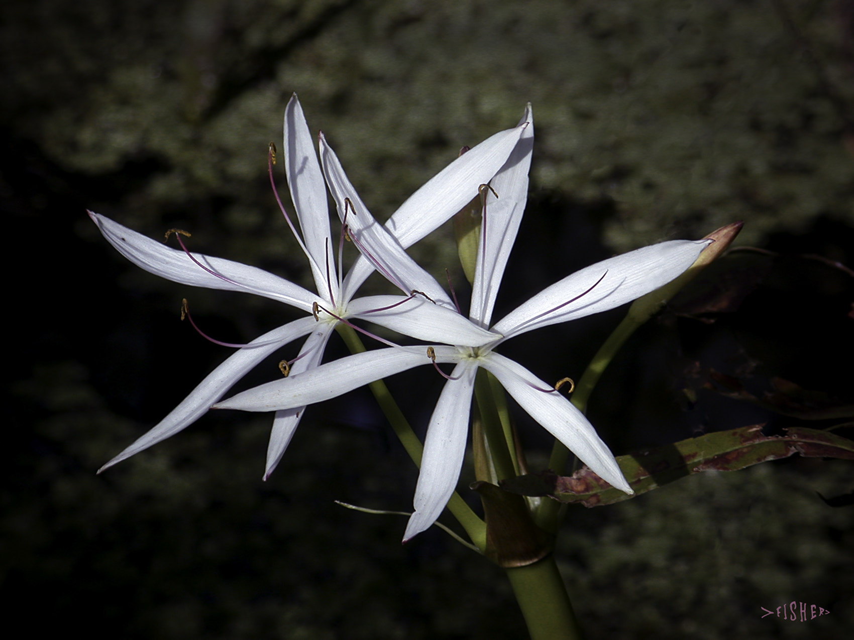 Nikon E995 sample photo. White lily photography