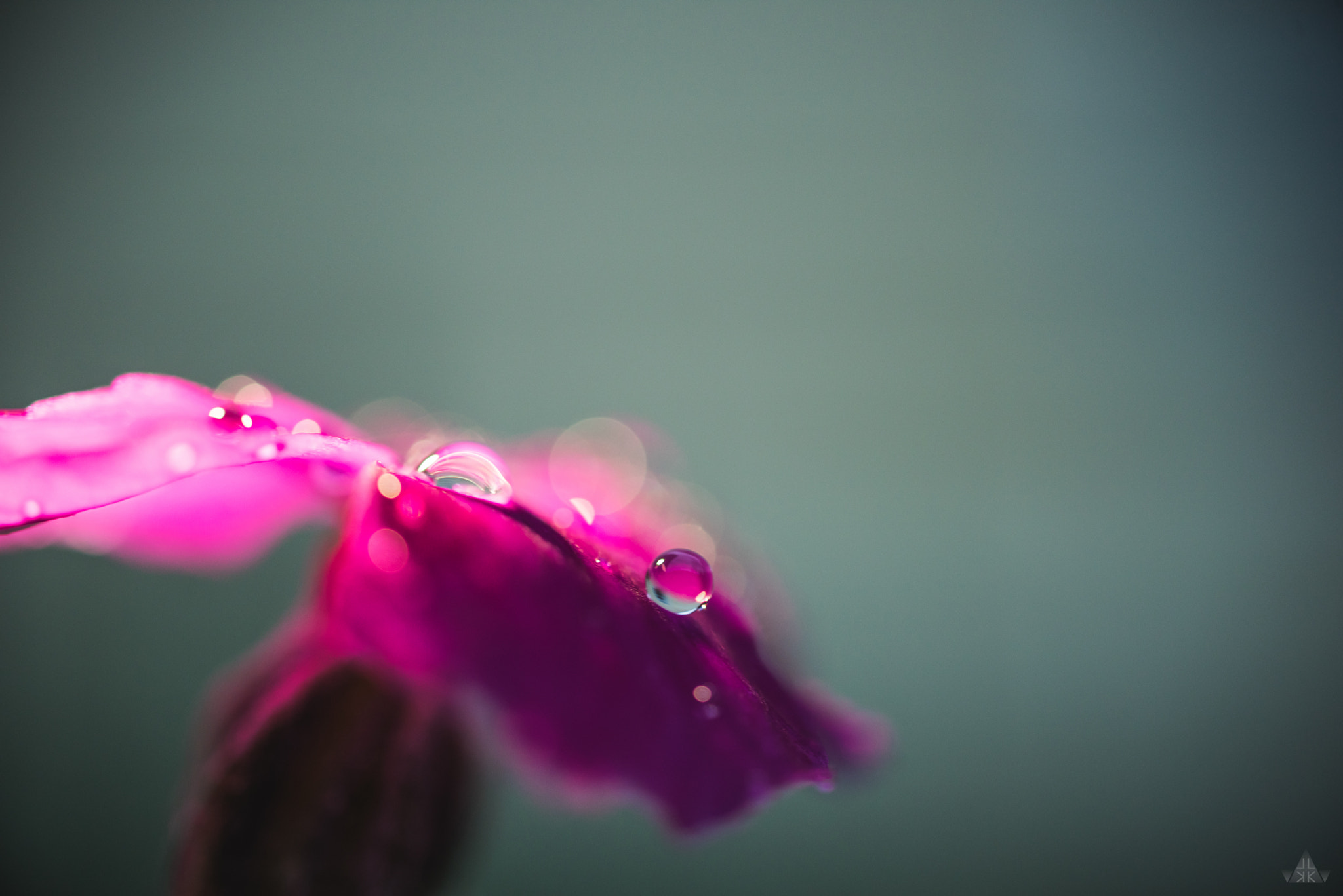 Nikon AF-S DX Micro Nikkor 40mm F2.8 sample photo. Drops photography