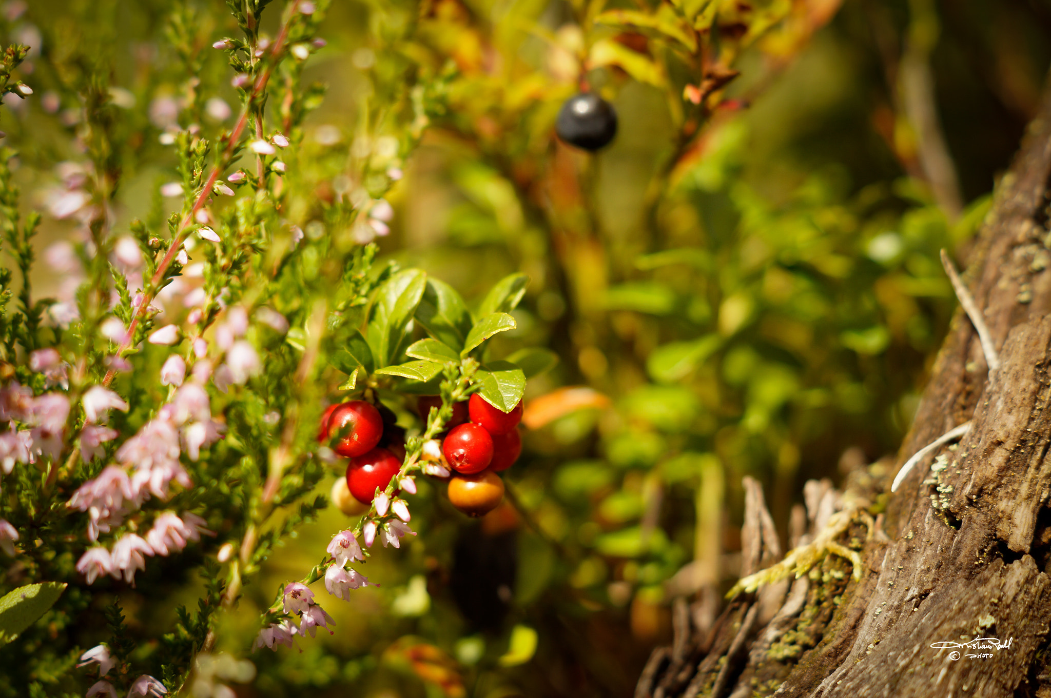 Sony SLT-A57 + Sony DT 50mm F1.8 SAM sample photo. Berry season photography