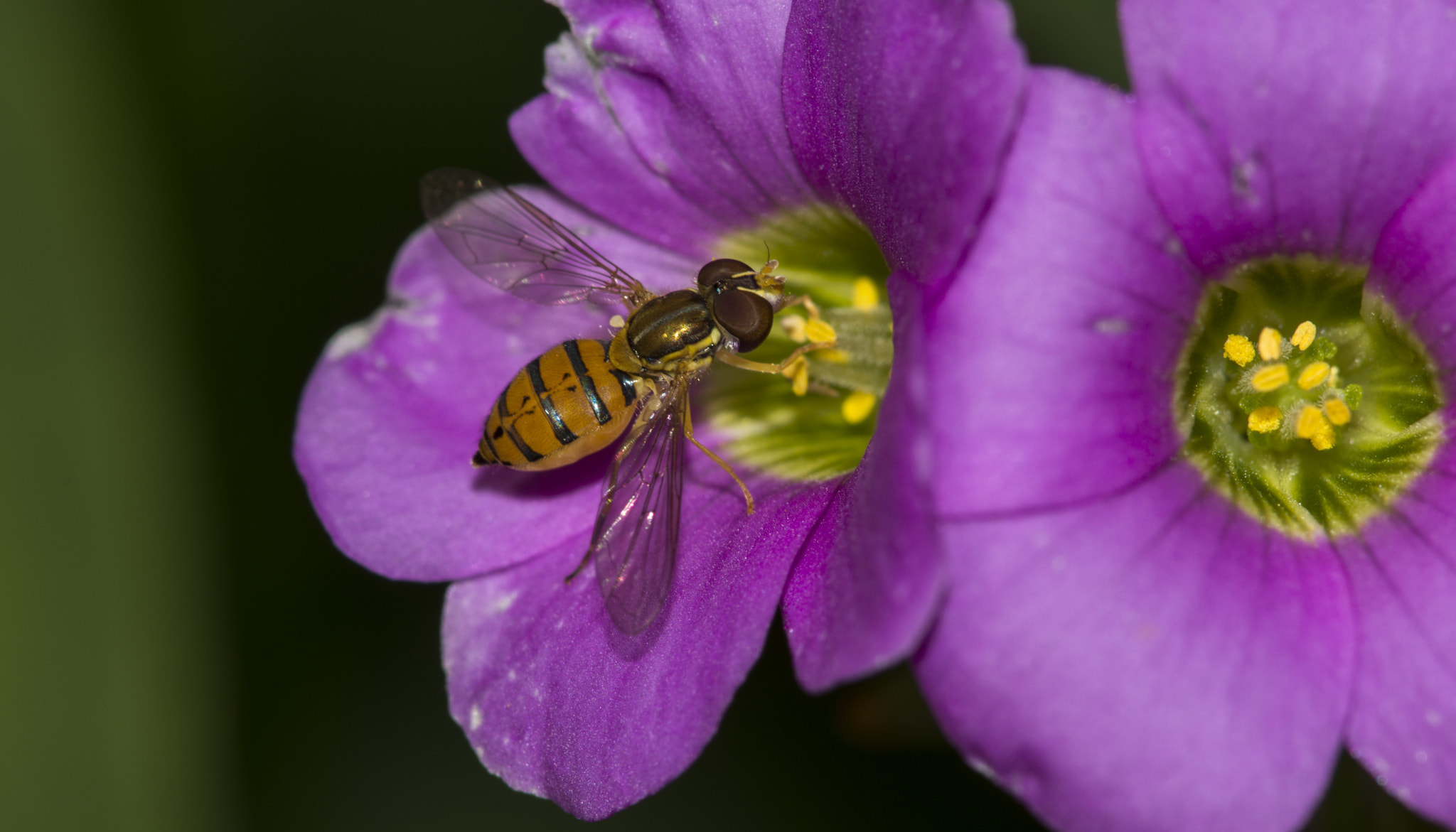 Sony SLT-A77 + Minolta AF 100mm F2.8 Macro [New] sample photo. Hoverfly in purple photography