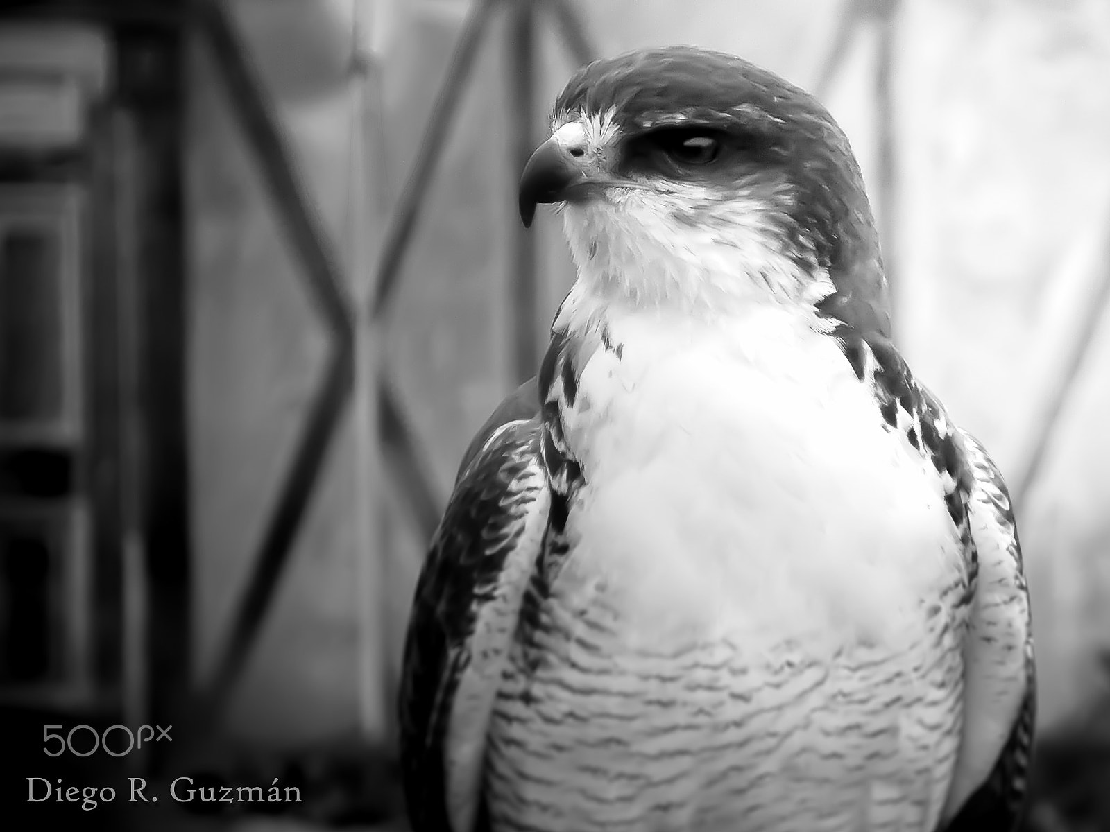 Nikon D300 sample photo. Poly photography