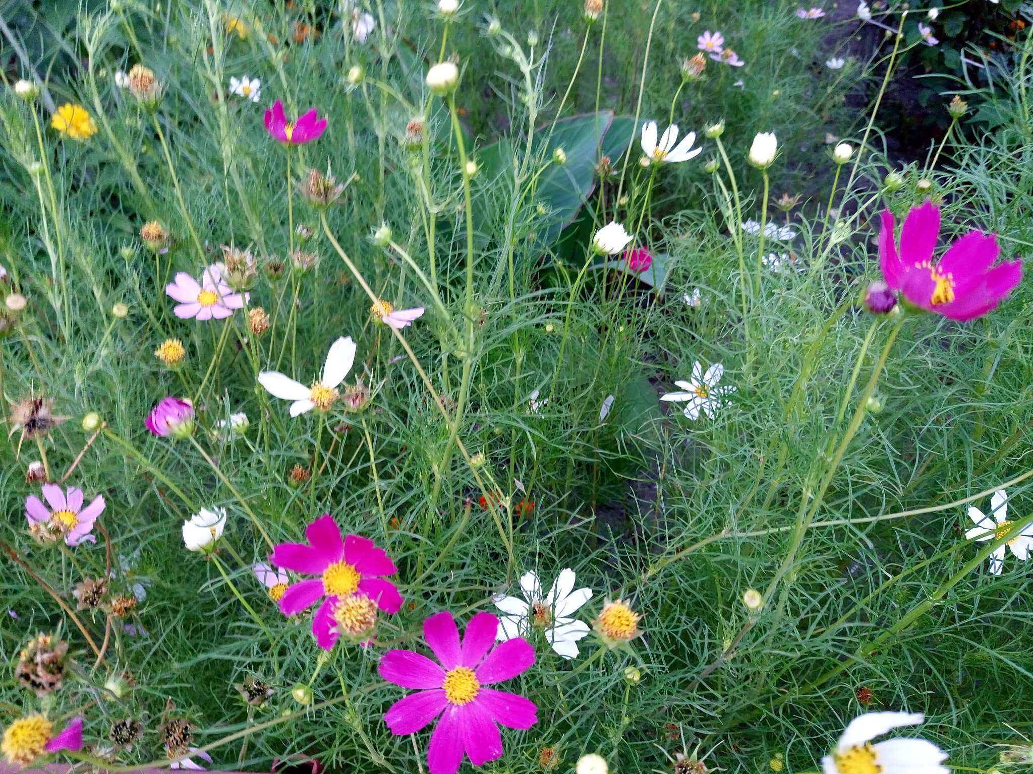 Sony Xperia M5 Dual sample photo