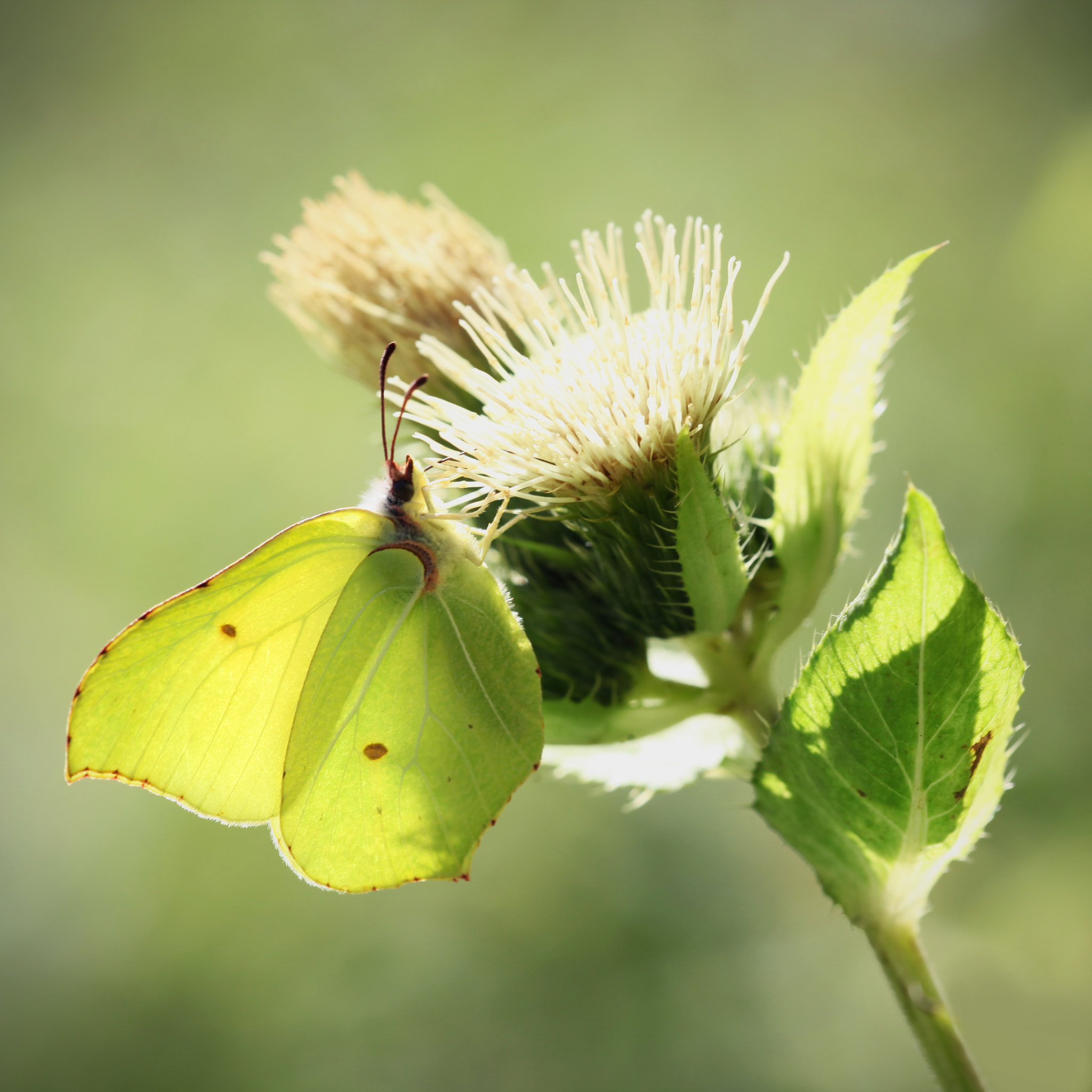 Sigma APO Macro 150mm f/2.8 EX DG HSM sample photo. Brimestone photography