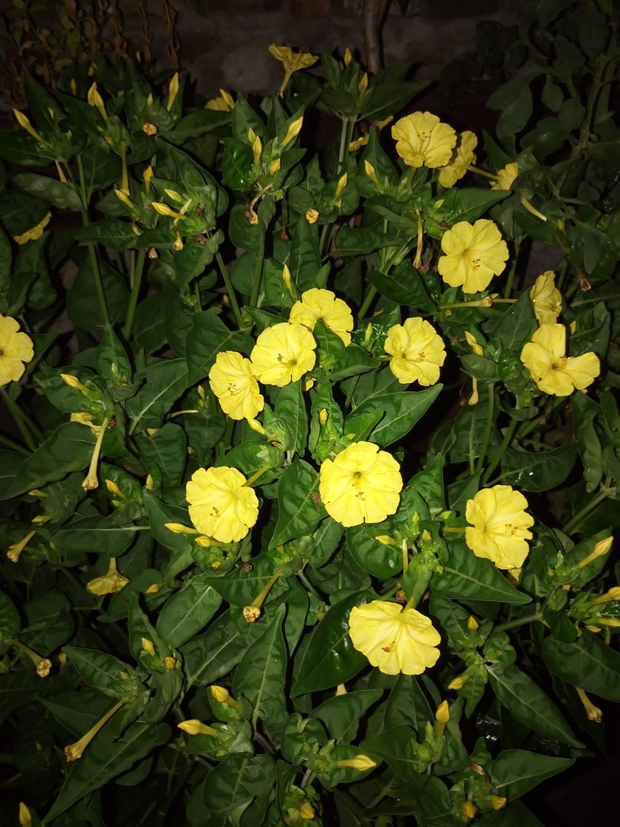 Sony Xperia M5 Dual sample photo