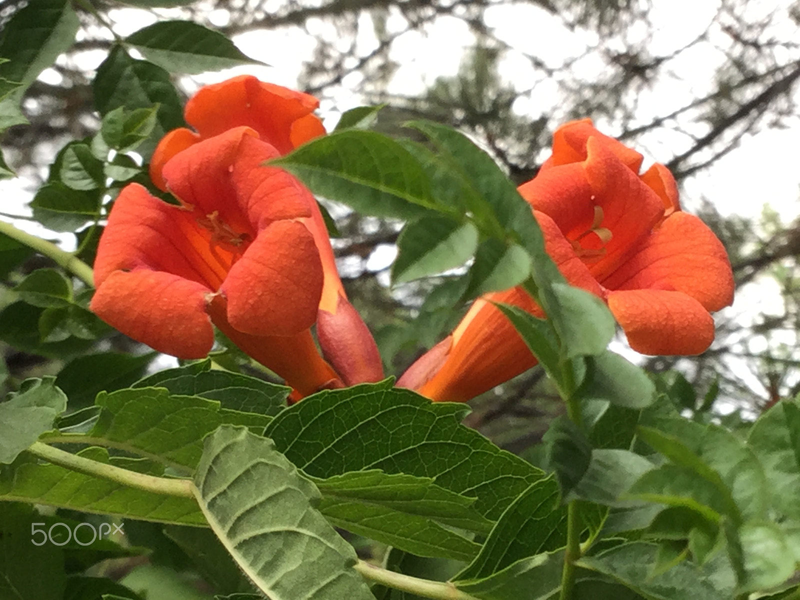 Apple iPad5,3 sample photo. Morning glories photography
