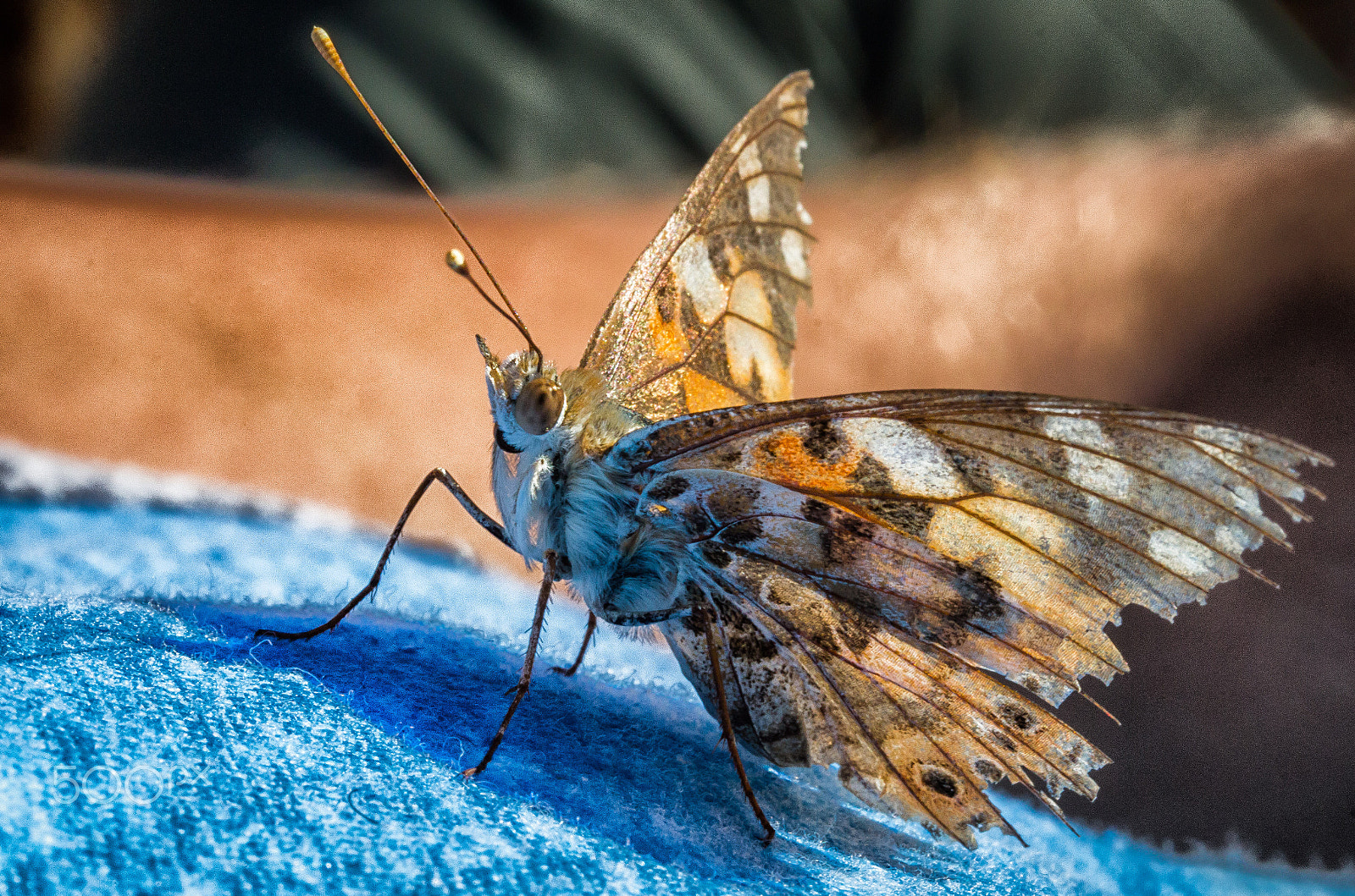 Canon EF-S 60mm F2.8 Macro USM sample photo. Farfalla photography
