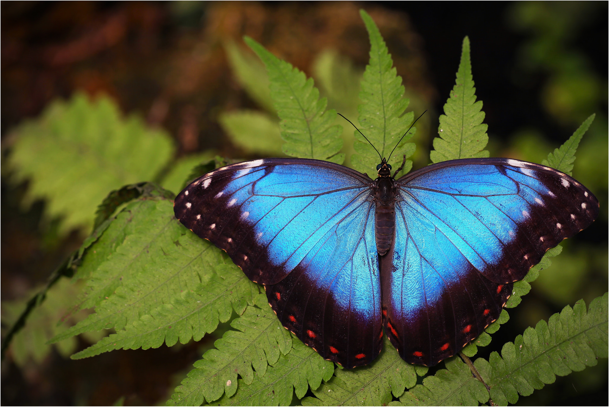 Sigma APO Macro 150mm f/2.8 EX DG HSM sample photo. Blue morpho photography