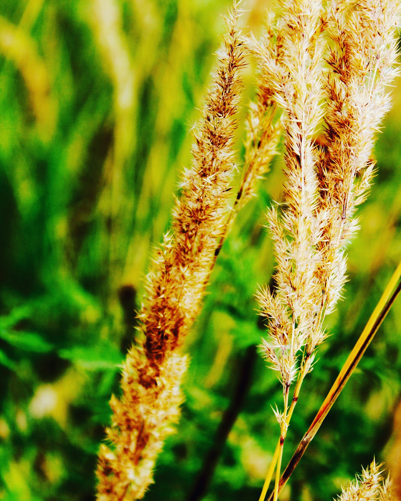 Canon EF-S 18-55mm F3.5-5.6 III sample photo. Meine ersten bilder mit meiner canon 1300d photography