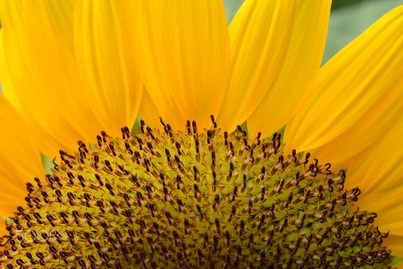 Nikon D600 sample photo. A star, fully. photography