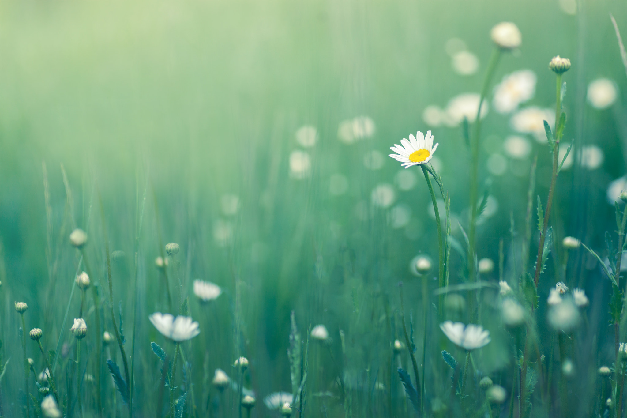 Canon EOS 5D Mark II + Tamron SP AF 90mm F2.8 Di Macro sample photo. Summer crowd photography