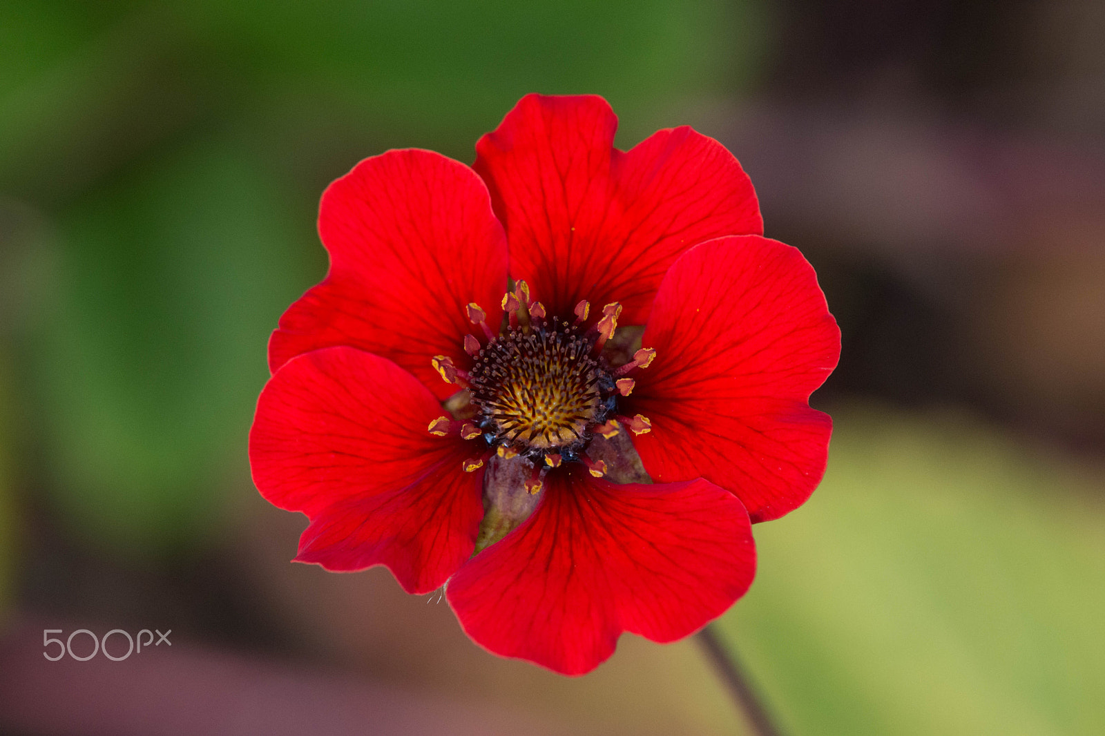 Nikon AF-S DX Micro-Nikkor 85mm F3.5G ED VR sample photo. Red flower photography