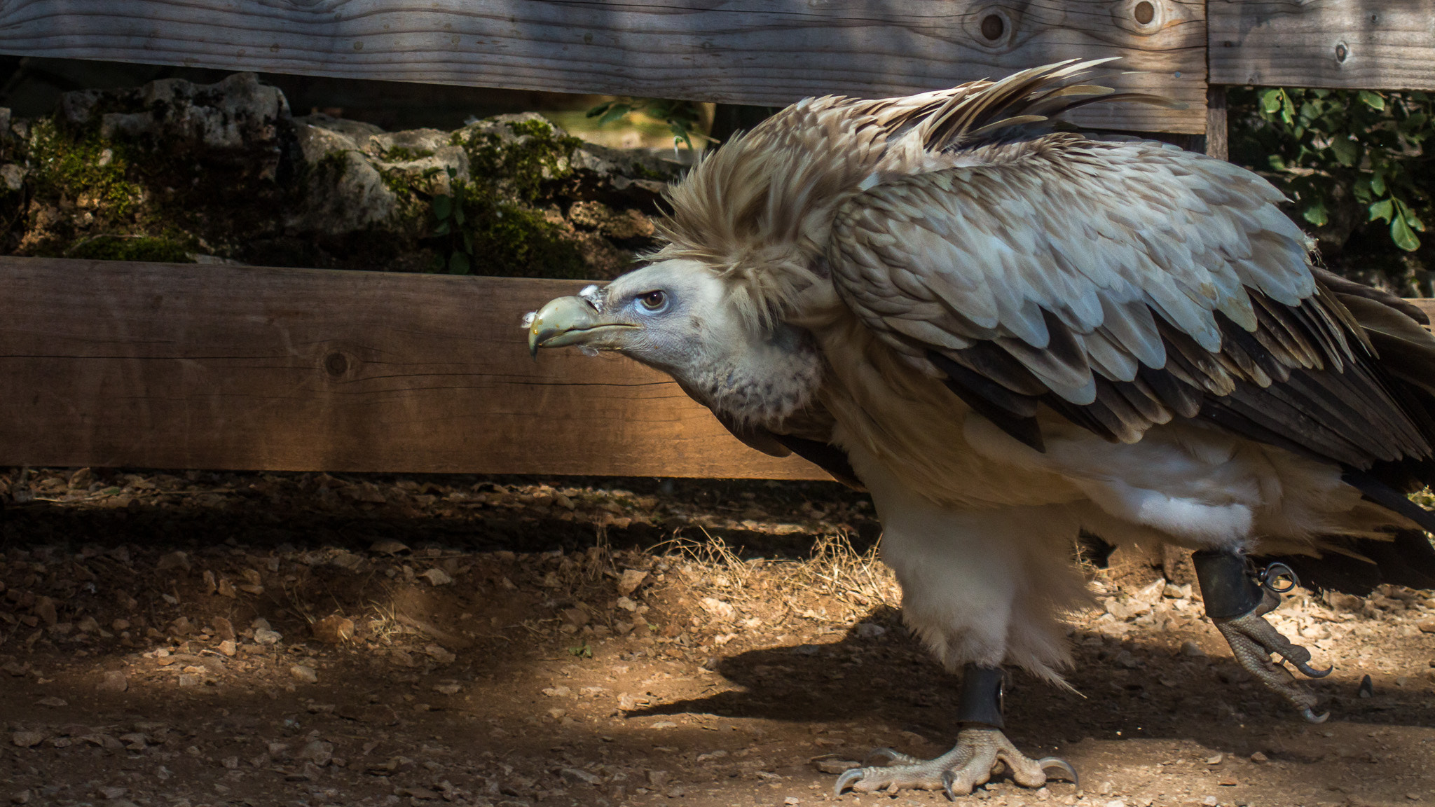 Canon EF 22-55mm f/4-5.6 USM sample photo. Vautour photography