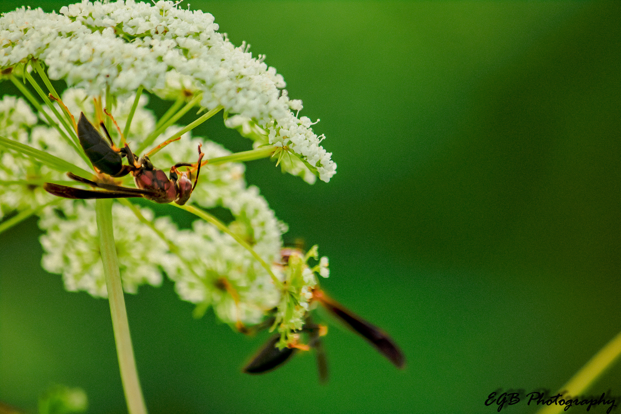 Canon EF-S 55-250mm F4-5.6 IS sample photo. It's a bee thing. photography