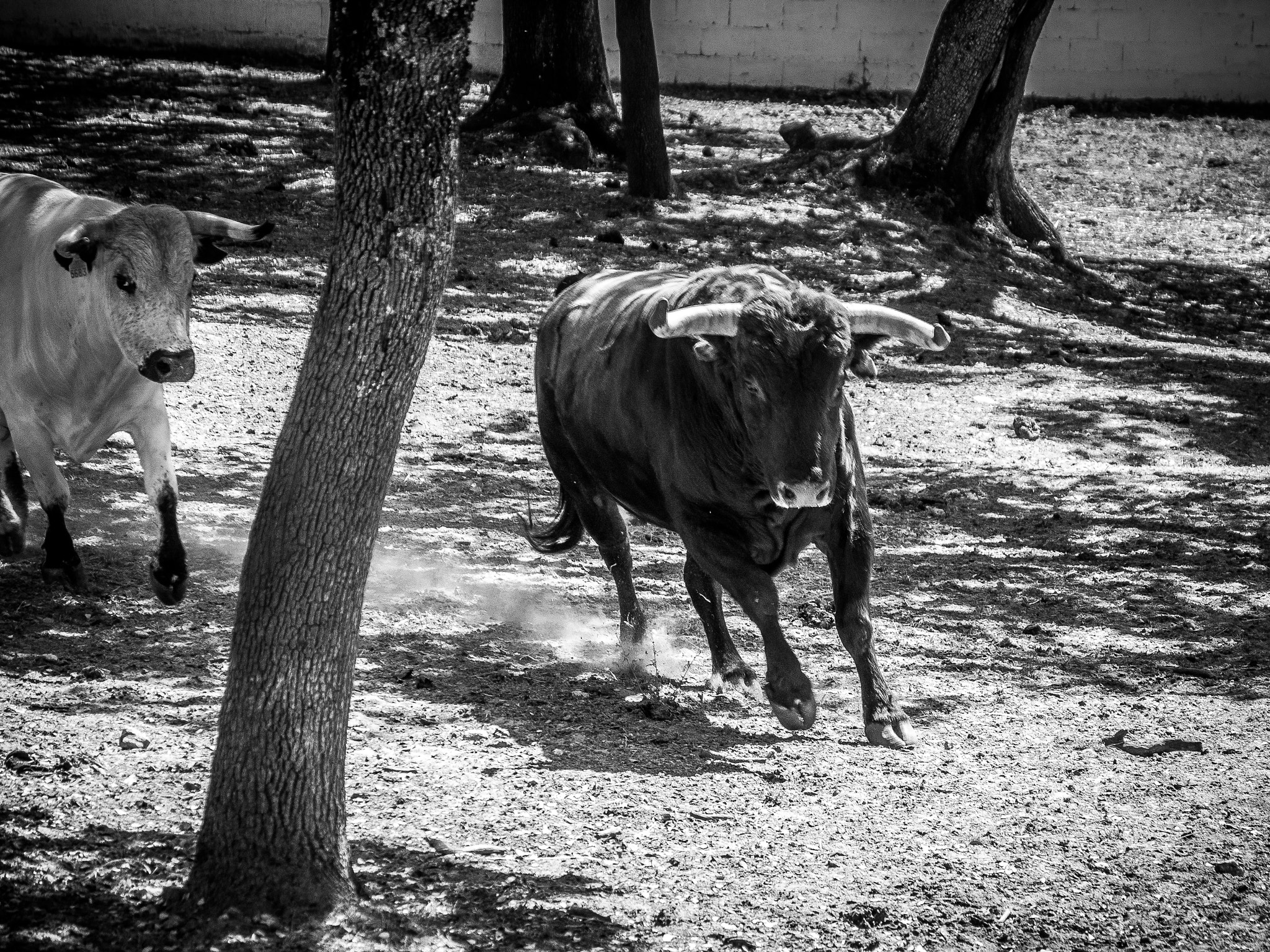 Olympus OM-D E-M1 sample photo. Bulls running at a farm near ronda photography