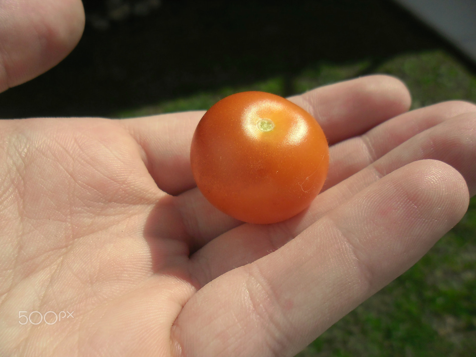 Samsung ES80/ ES81 sample photo. More cherry tomatos! photography