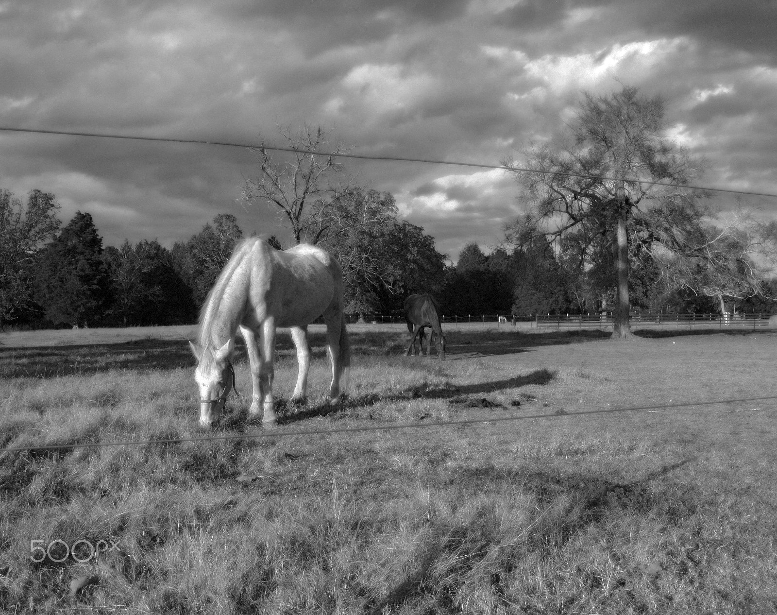 Canon POWERSHOT A650 IS sample photo. Blackandwhitehorses photography