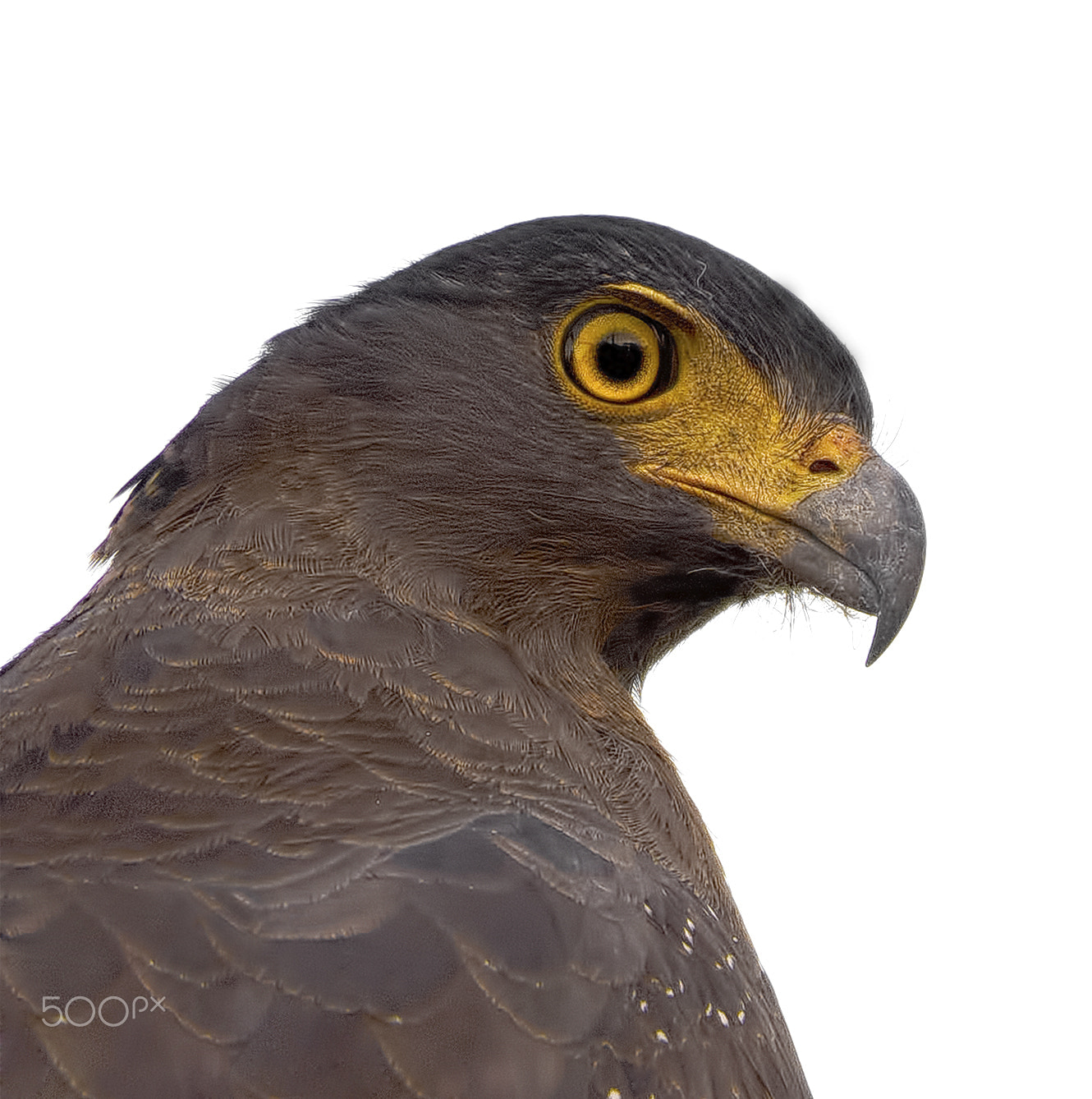 Sigma 50-500mm F4.5-6.3 DG OS HSM sample photo. Crested serpent eagle photography