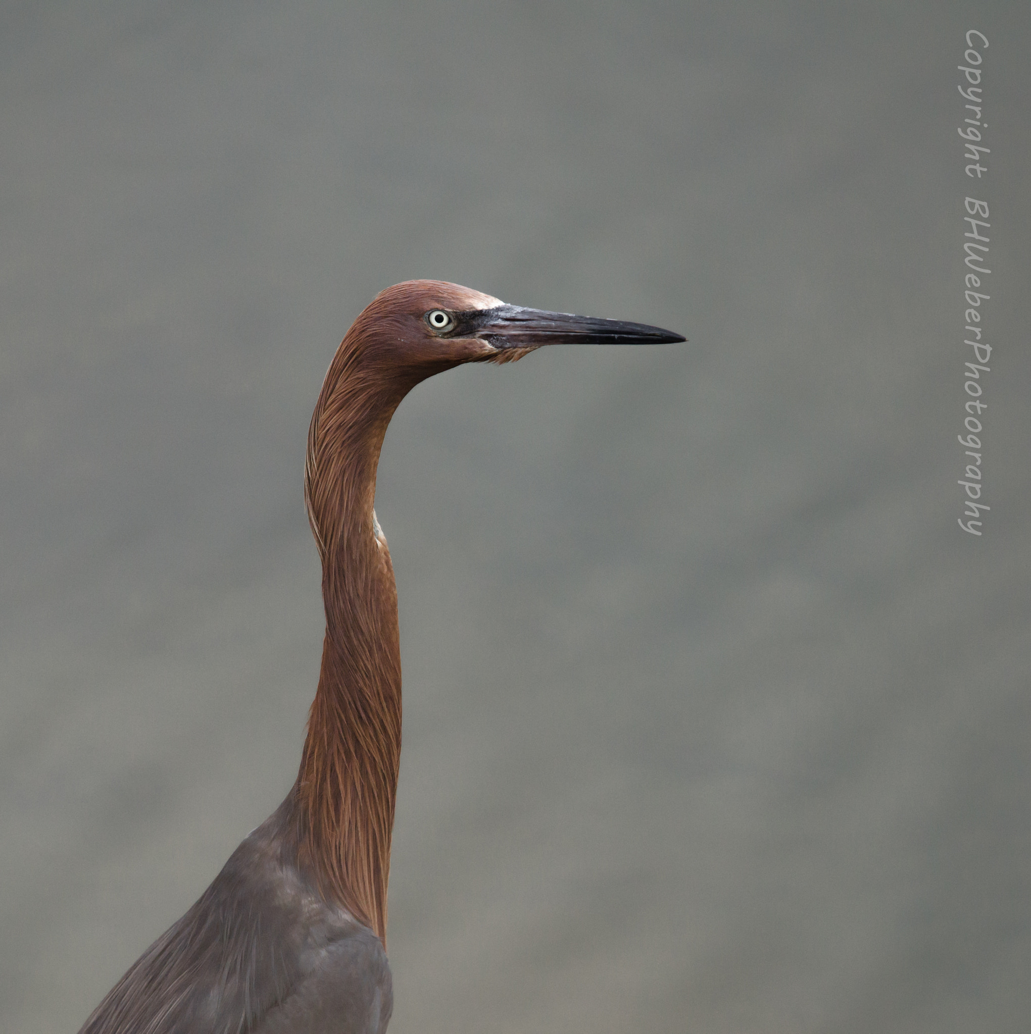 Nikon Nikkor AF-S 300mm F4E PF ED VR sample photo. A reddish egret portrait photography