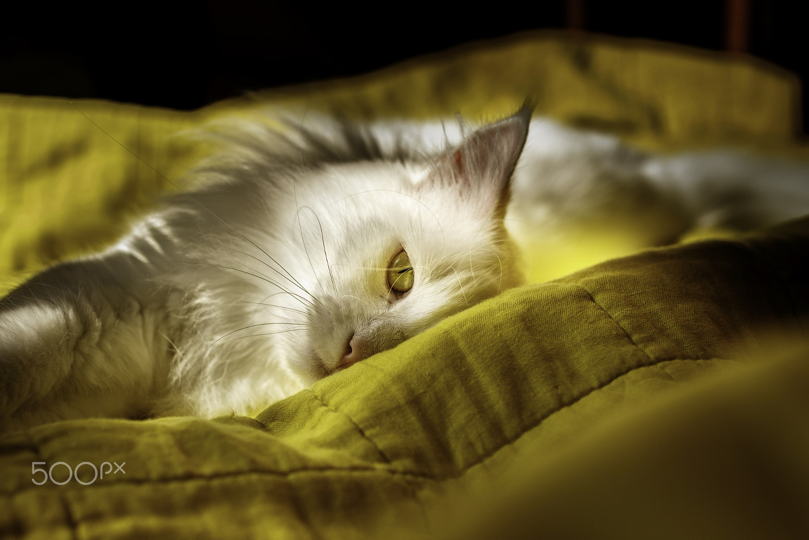 Sigma 30mm F1.4 EX DC HSM sample photo. Peekaboo photography