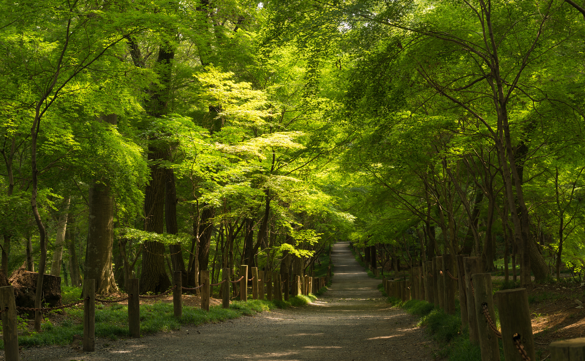 Nikon Df sample photo. 小路 photography