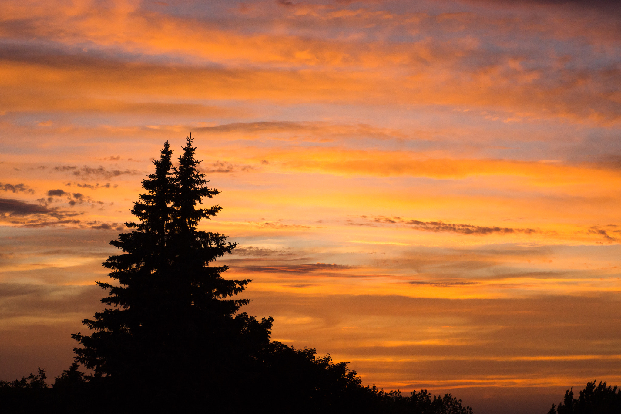 Sony SLT-A65 (SLT-A65V) + Minolta AF 50mm F1.7 sample photo. Pine love photography