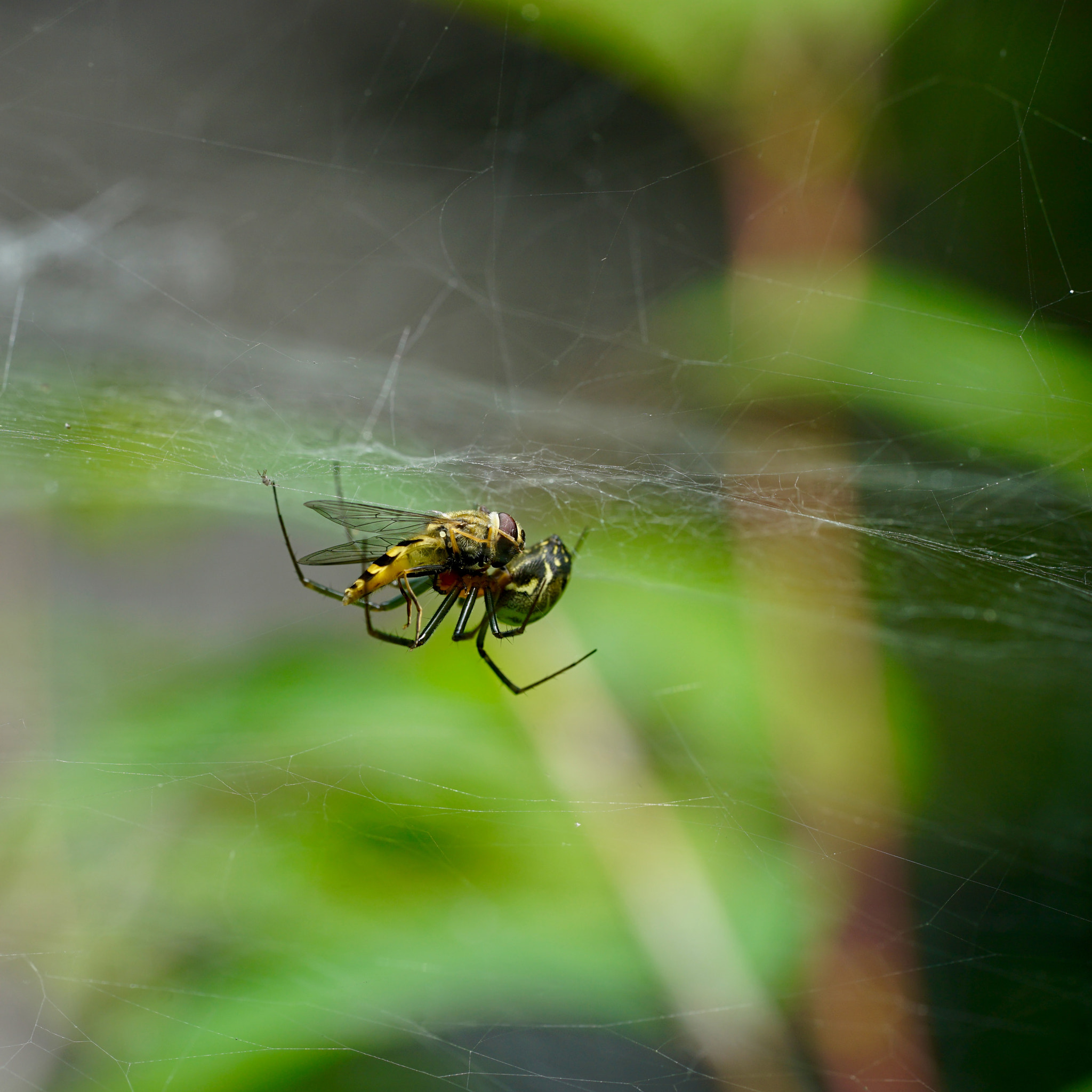 Sony a7 II + Sony FE 90mm F2.8 Macro G OSS sample photo. 蛛杀 photography