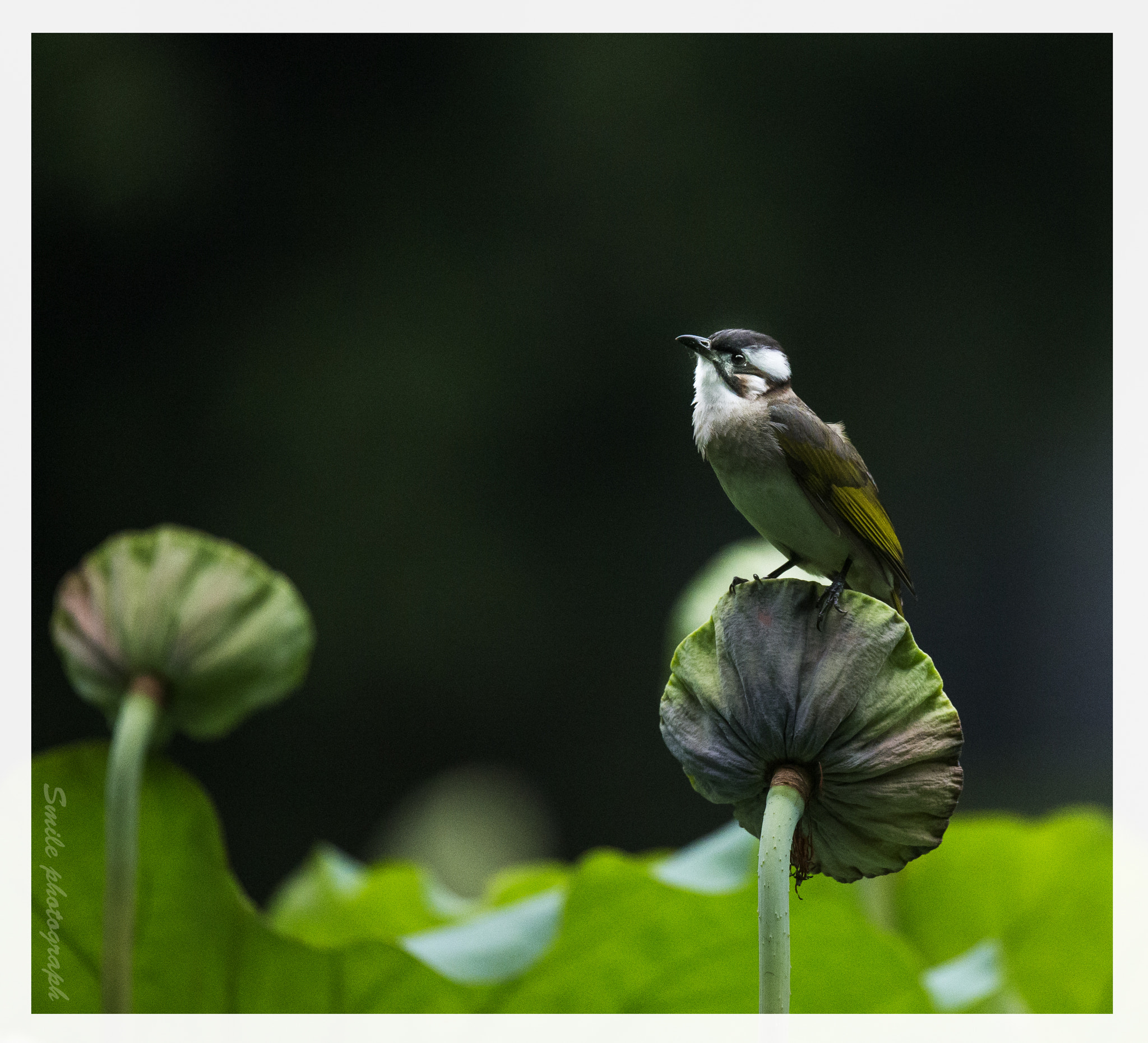 Sigma 150-600mm F5-6.3 DG OS HSM | C sample photo. 萌萌的白头 photography