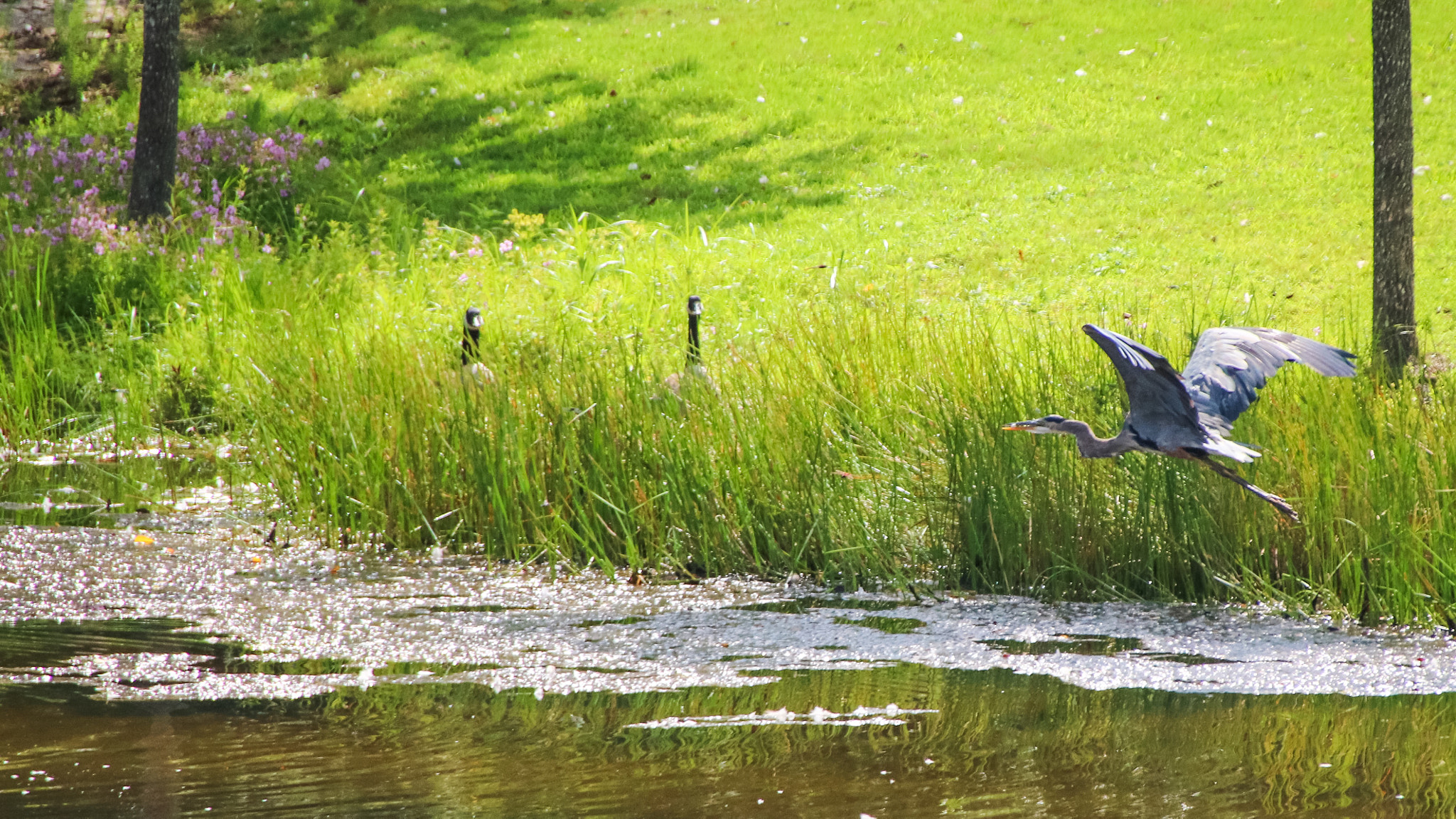 Canon EOS 760D (EOS Rebel T6s / EOS 8000D) + Canon 18-300mm sample photo. Wildlife together in our pond photography