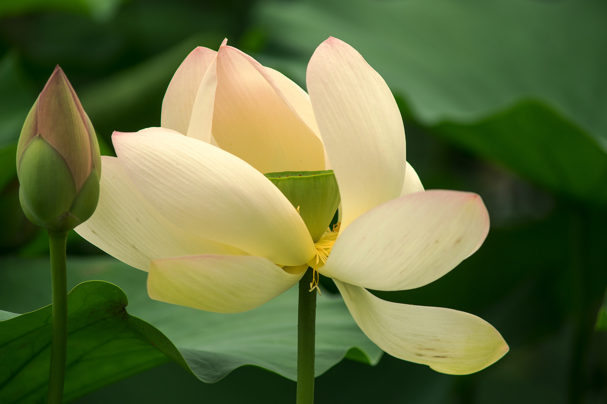 Sony a7 + Minolta AF 70-210mm F4 Macro sample photo. Lotus flowers photography