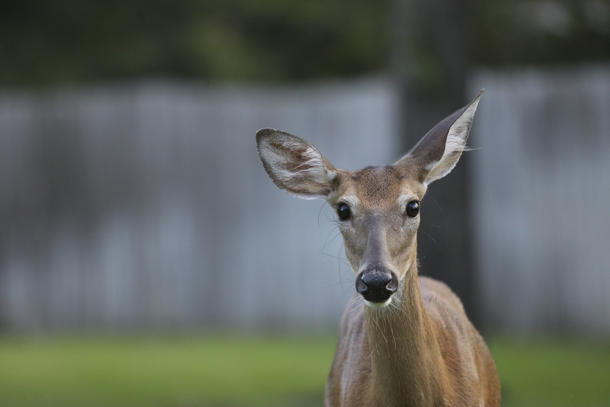 Canon EOS 5DS R + Canon EF 100-400mm F4.5-5.6L IS USM sample photo. Close up of deer photography