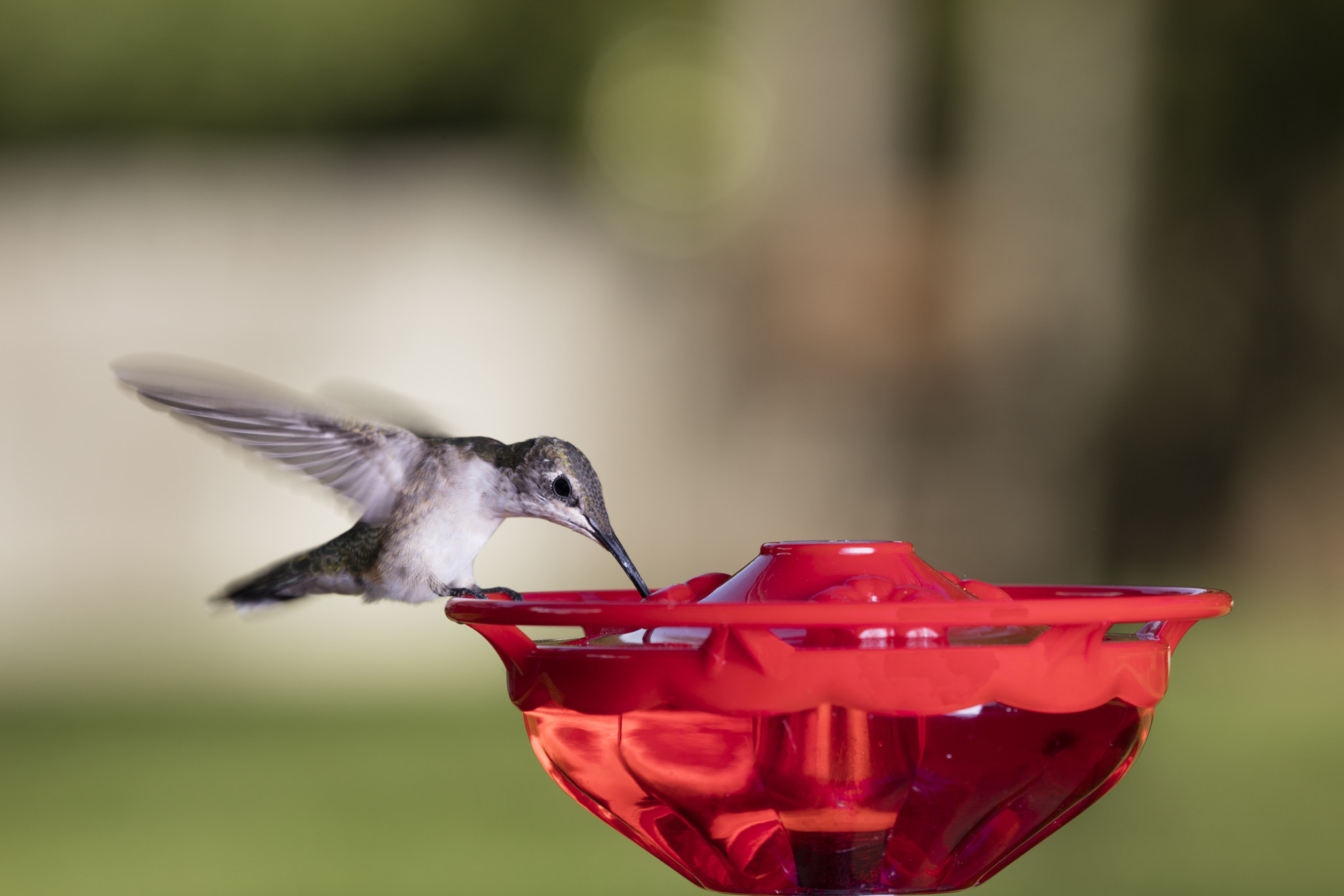 Canon EOS 5DS R + Canon EF 100-400mm F4.5-5.6L IS USM sample photo. Hummingbird on feeder photography