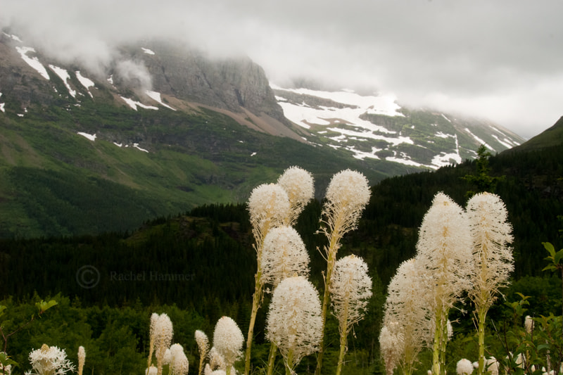 AF Zoom-Nikkor 28-80mm f/3.5-5.6D sample photo. Beargrass photography
